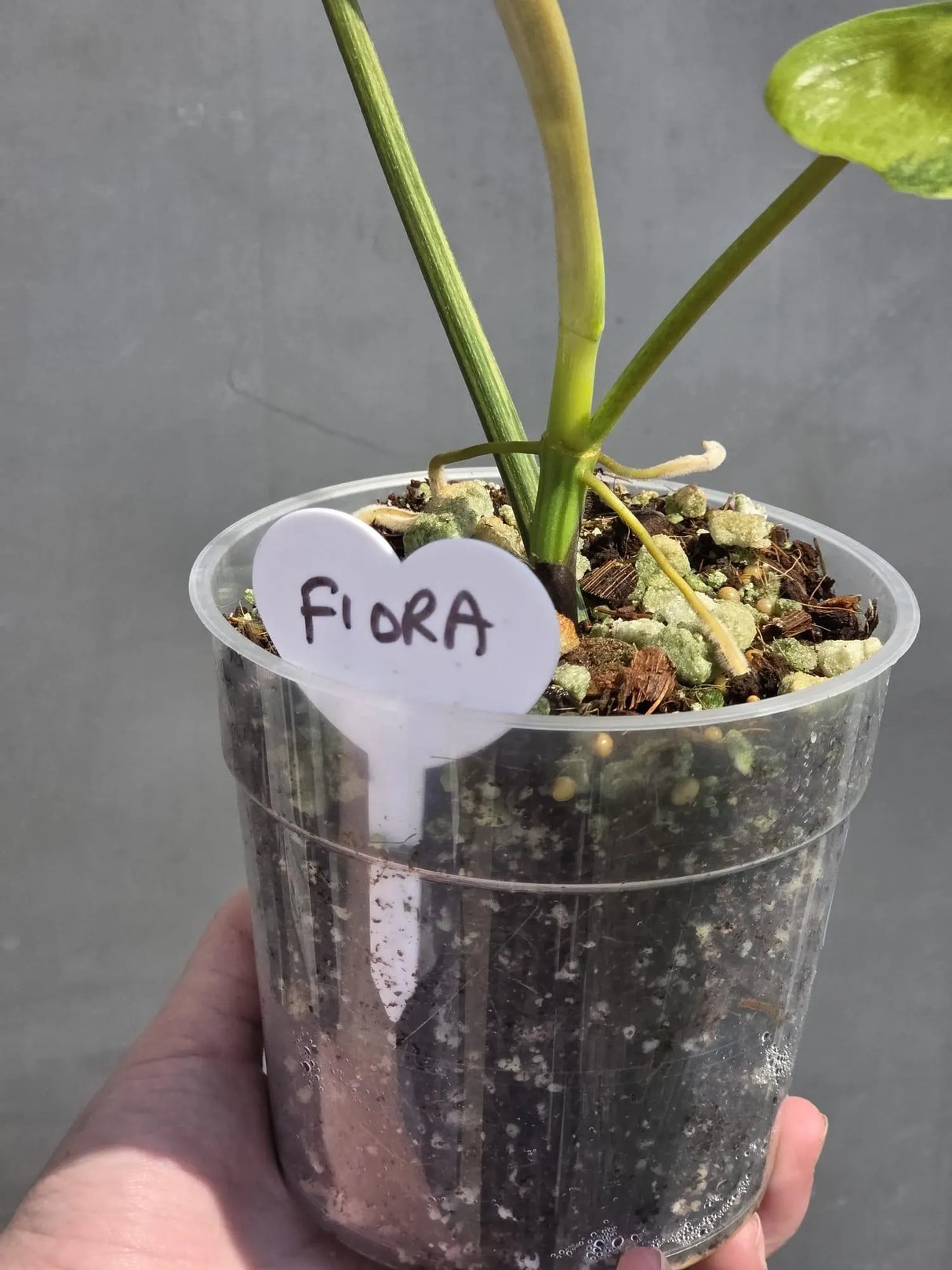 aroid houseplant