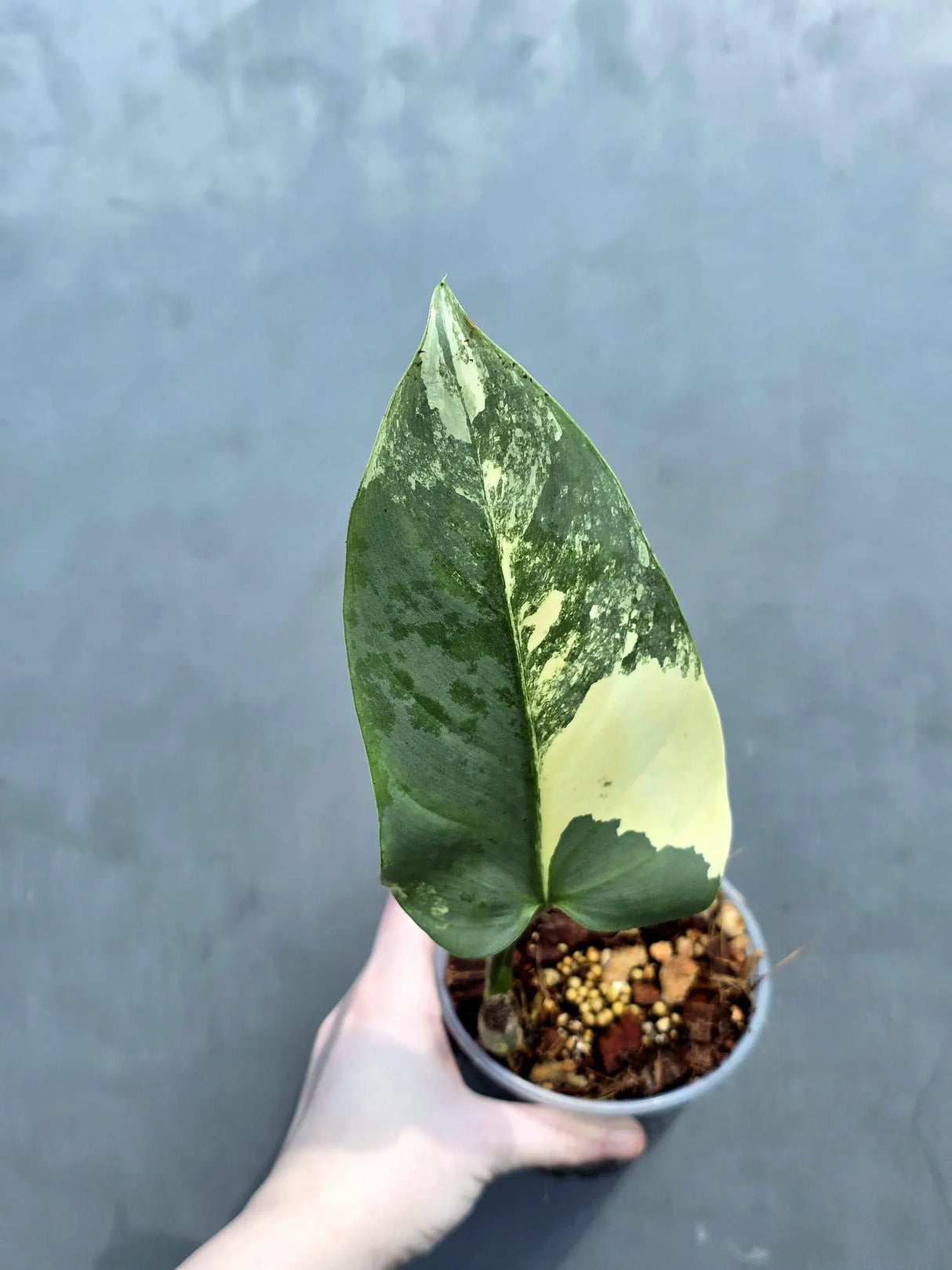 philodendron silver