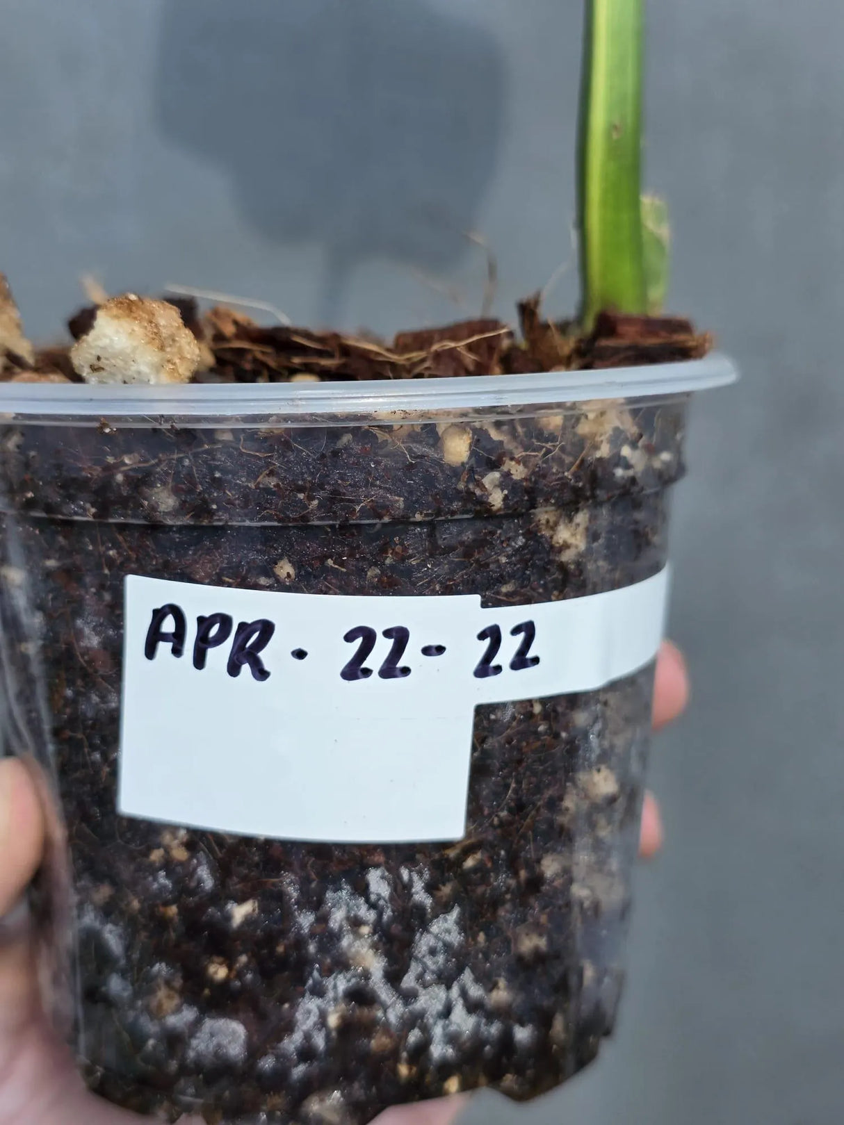 collector plant
