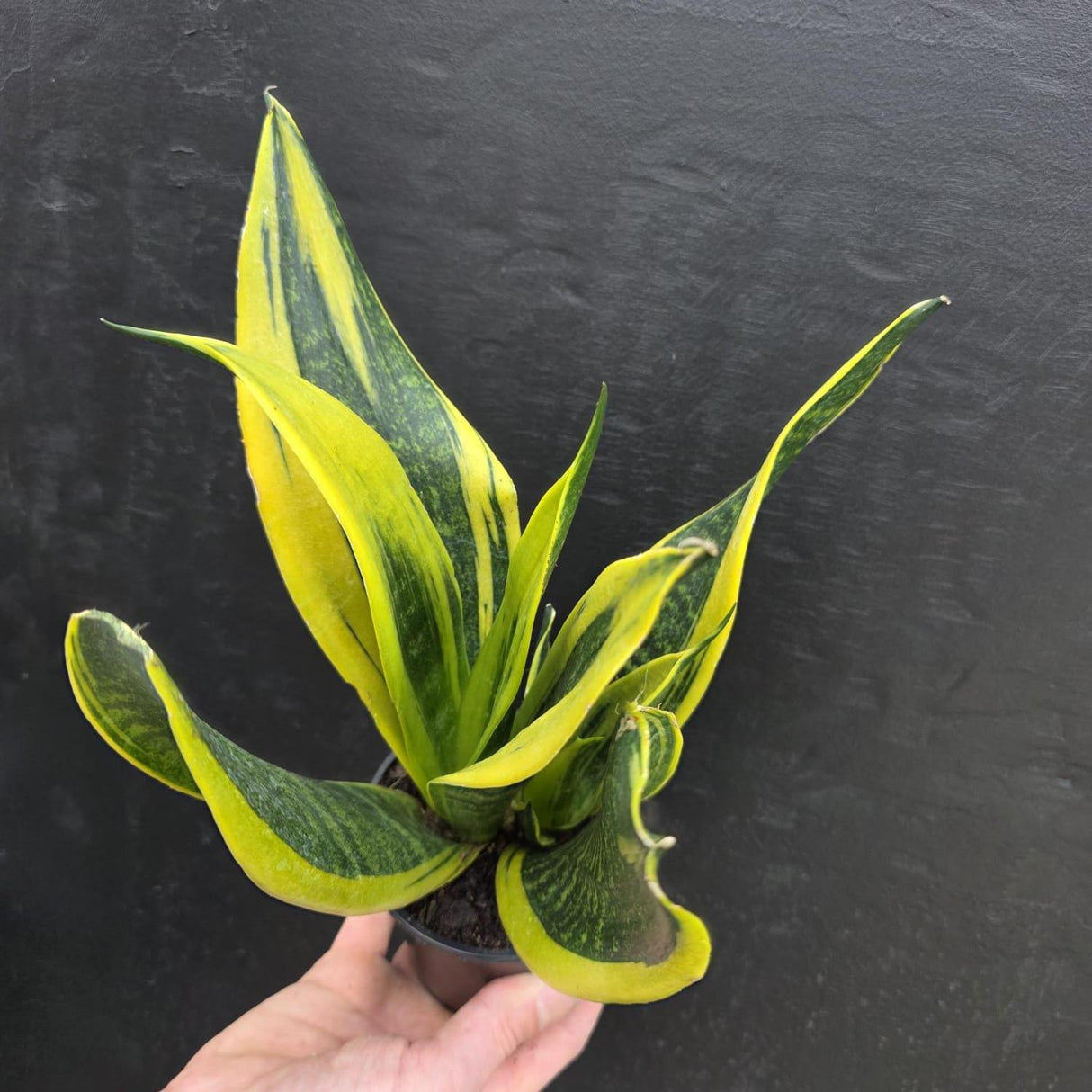 snake plant