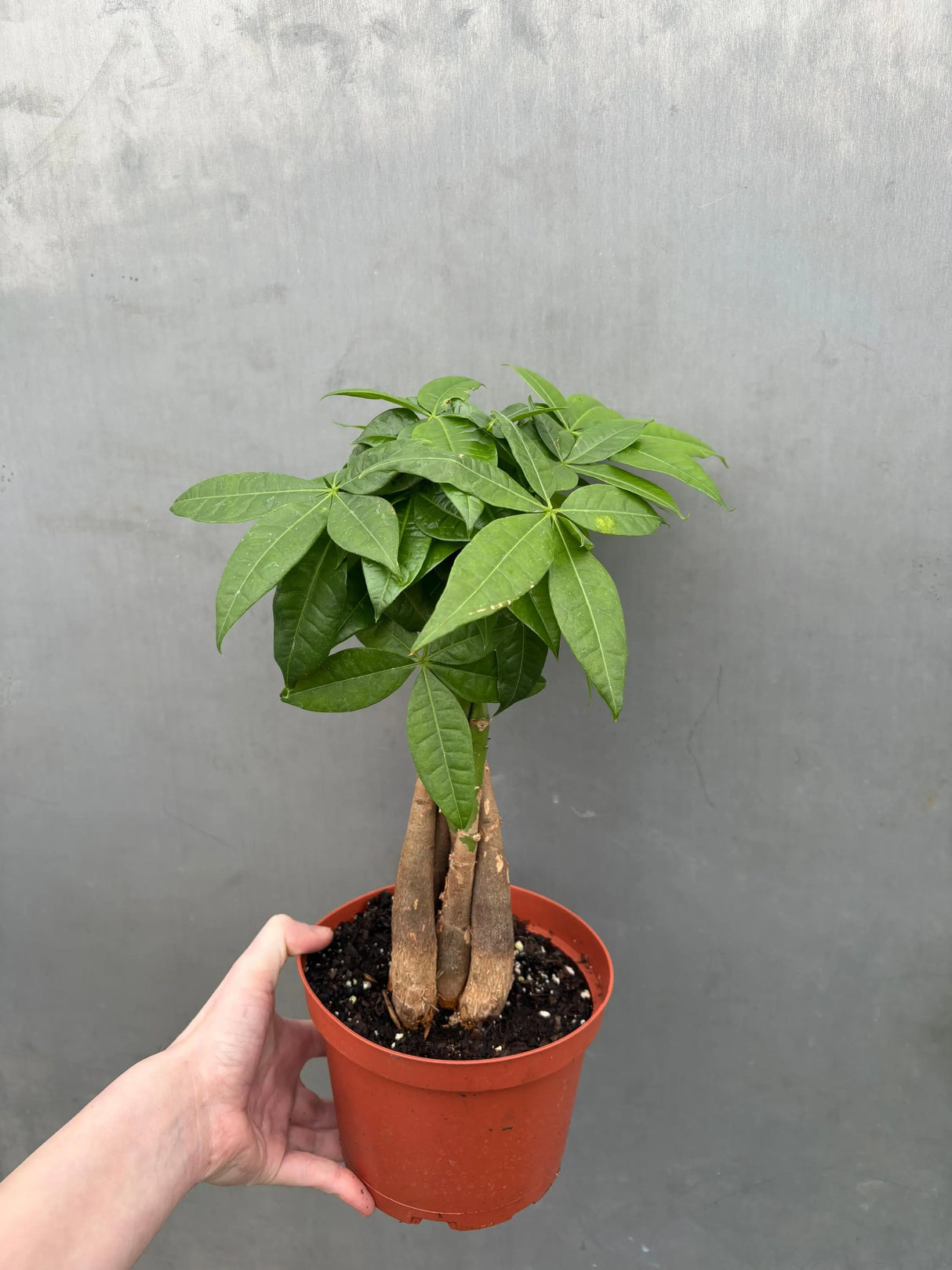 lucky money tree