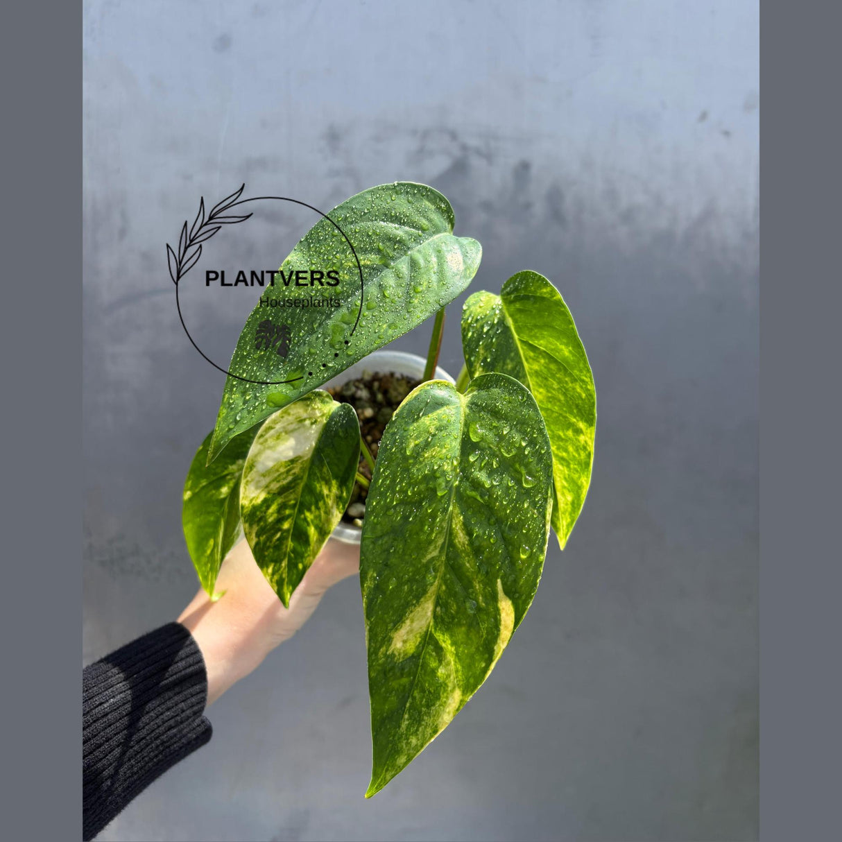 RARE Variegated 'Golden Flame' Epipremnum Pinnatum Plant - Yellow Flame Indoor Plant - EXACT Plant - US Seller