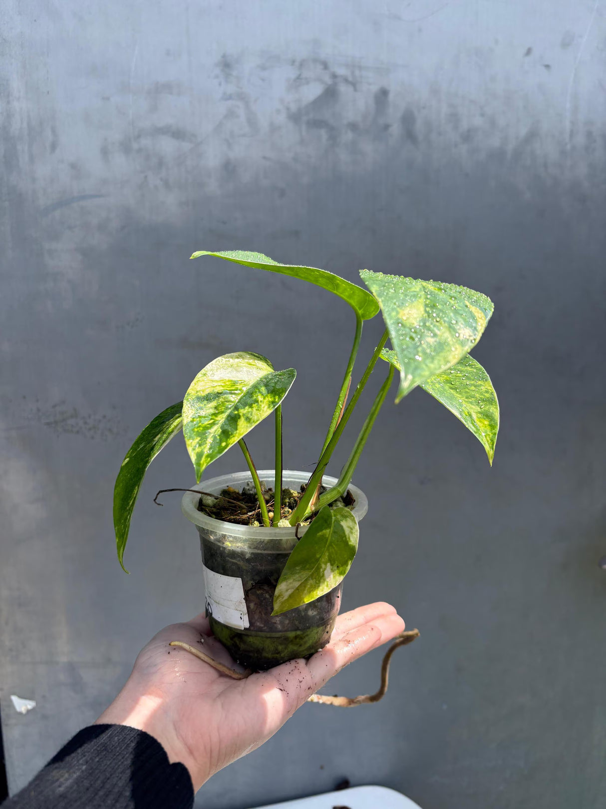 RARE Variegated 'Golden Flame' Epipremnum Pinnatum Plant - Yellow Flame Indoor Plant - EXACT Plant - US Seller