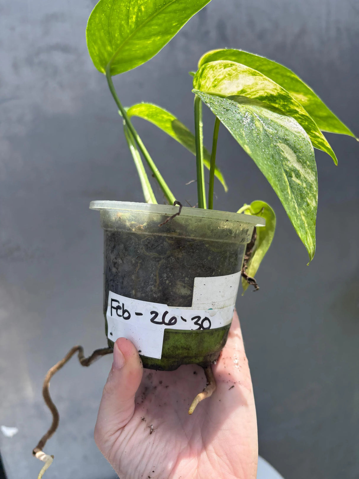 RARE Variegated 'Golden Flame' Epipremnum Pinnatum Plant - Yellow Flame Indoor Plant - EXACT Plant - US Seller