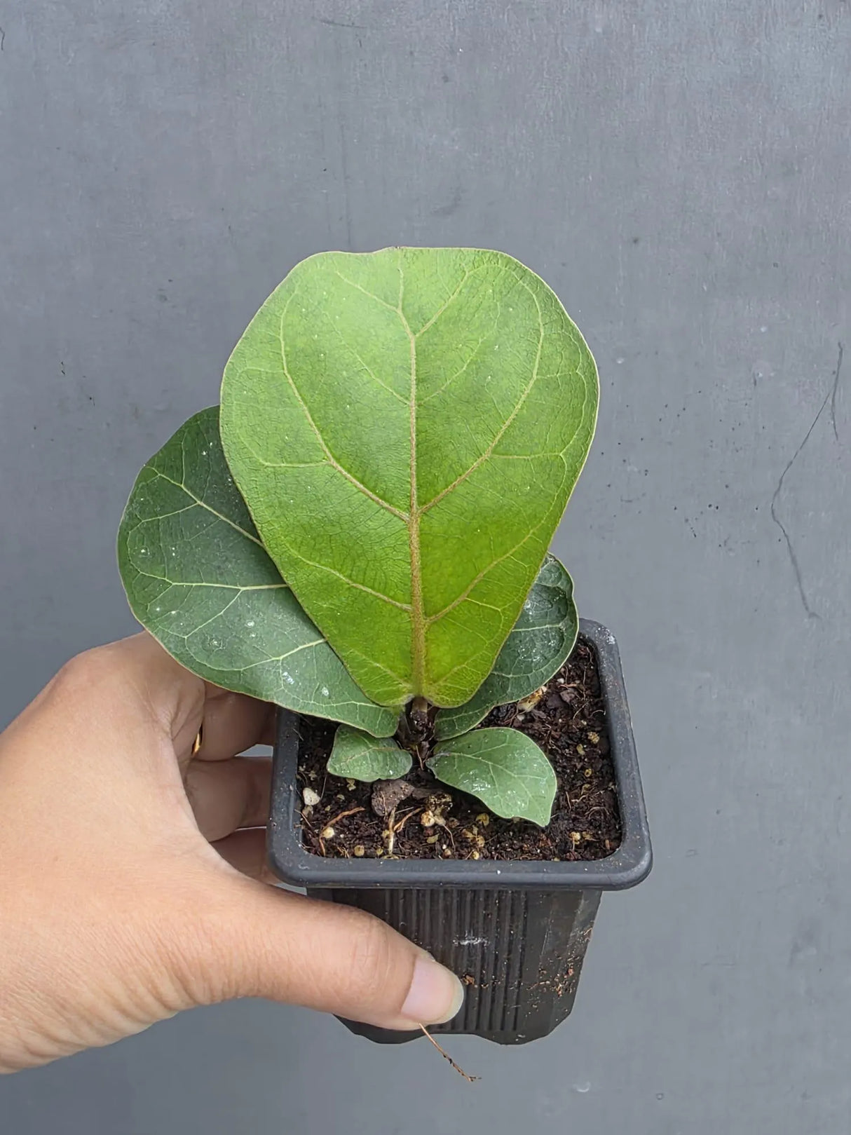 Fiddle Leaf Fig in 3” Nursery Pot - Ficus Lyrata Plant - Indoor Houseplant - Easy Care Tropical Plant - Live Plant Gift