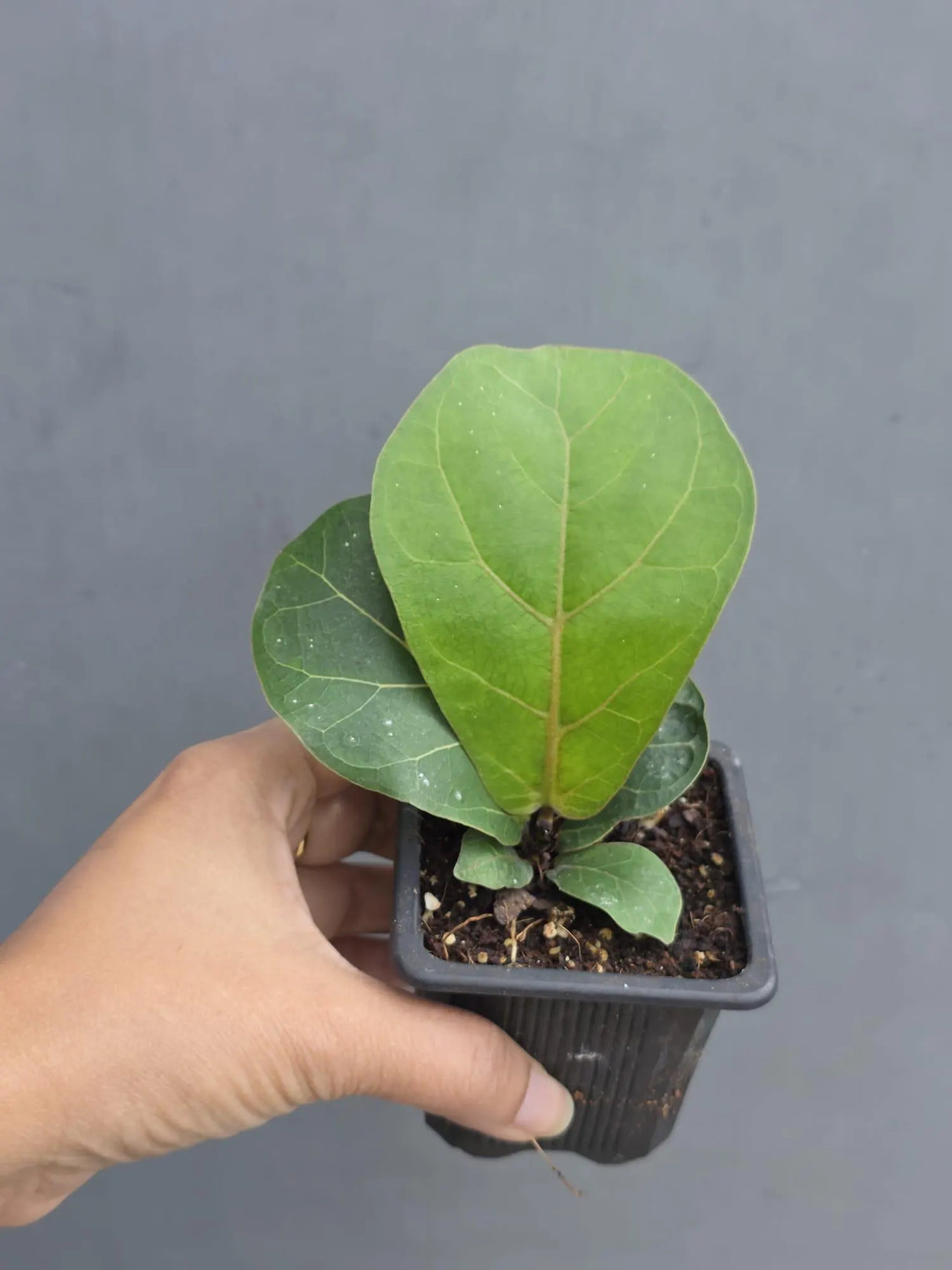 Fiddle Leaf Fig in 3” Nursery Pot - Ficus Lyrata Plant - Indoor Houseplant - Easy Care Tropical Plant - Live Plant Gift