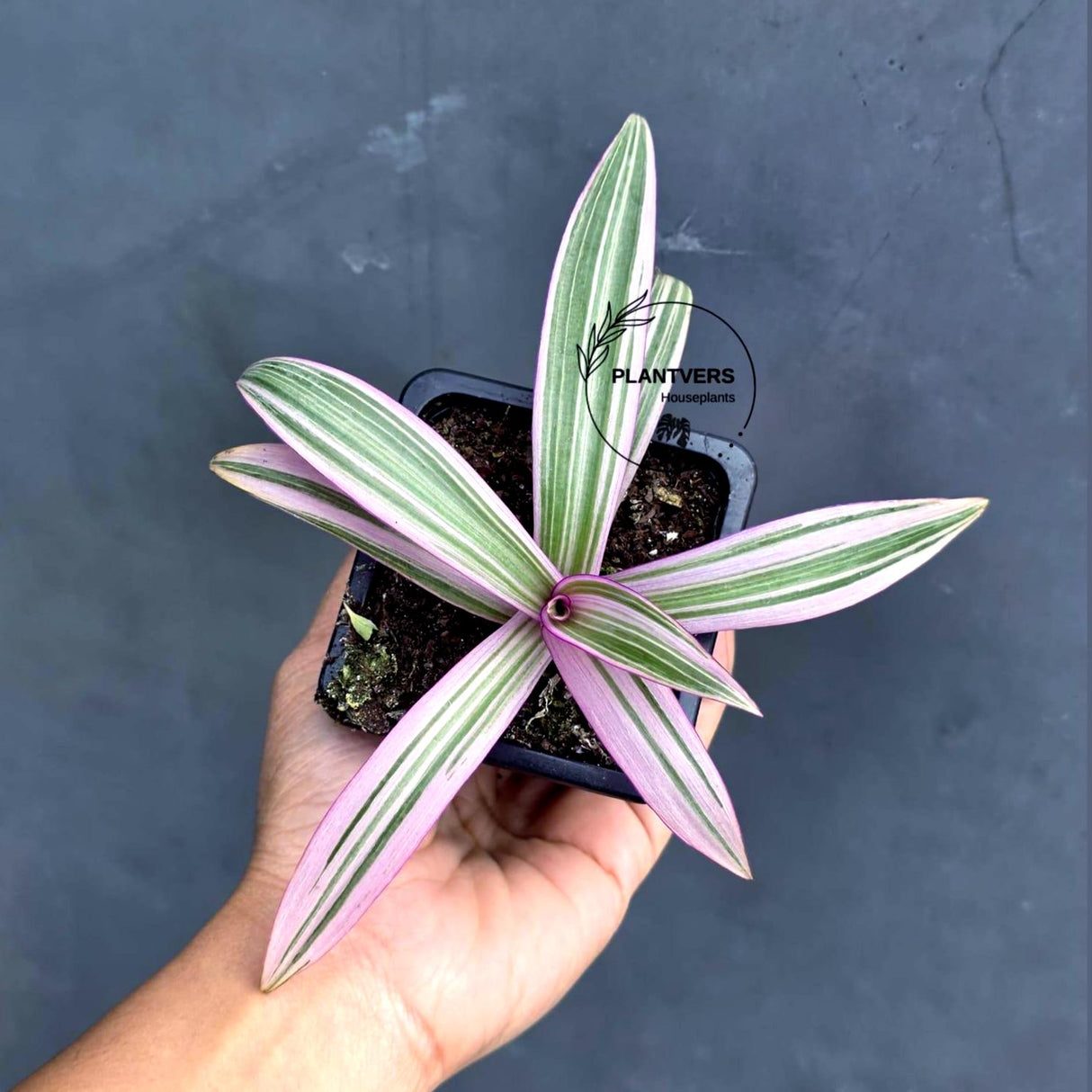 Rhoeo Tricolor Plant in a 2" Nursery Pot - Moses in The Cradle - Tradescantia Spathacea - Live Houseplant
