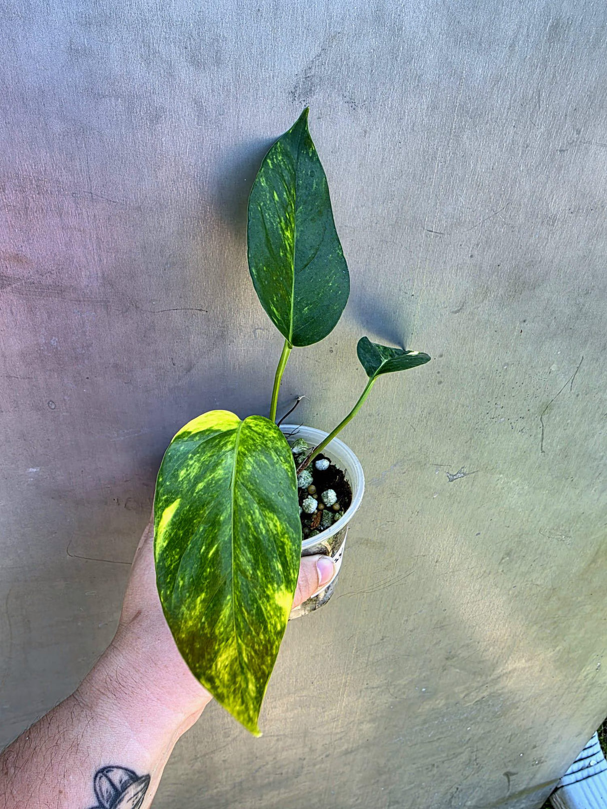 Variegated 'Golden Flame' Epipremnum Pinnatum Plant - Yellow Flame EXACT Plant (May-29-25)