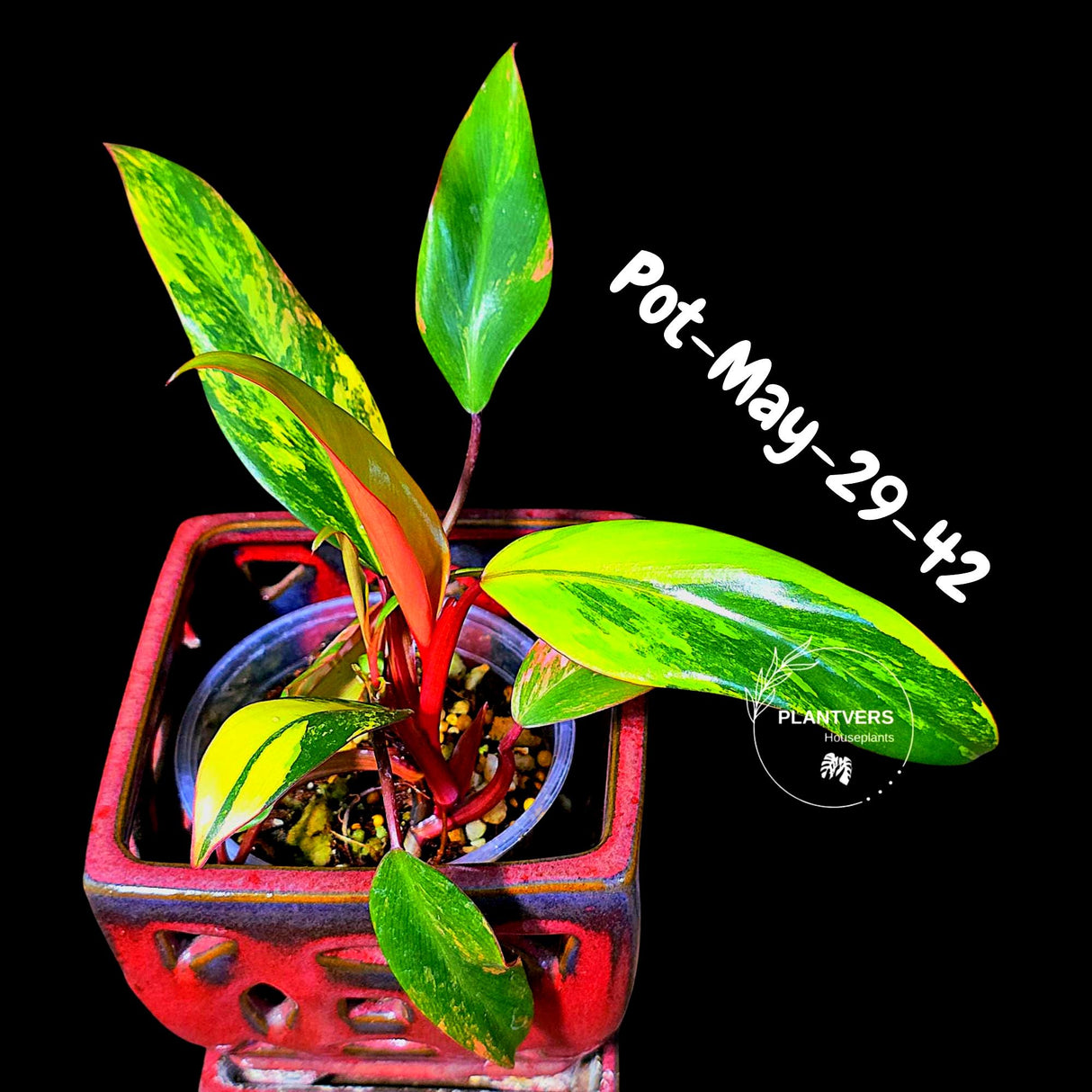Philodendron Strawberry Shake High Variegated Live Plant - EXACT Same Plant - US Seller