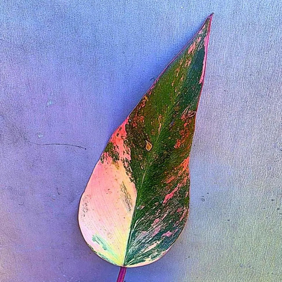 Variegated Philodendron Strawberry Shake - Live Exact Plant - US Seller (May-29-22)