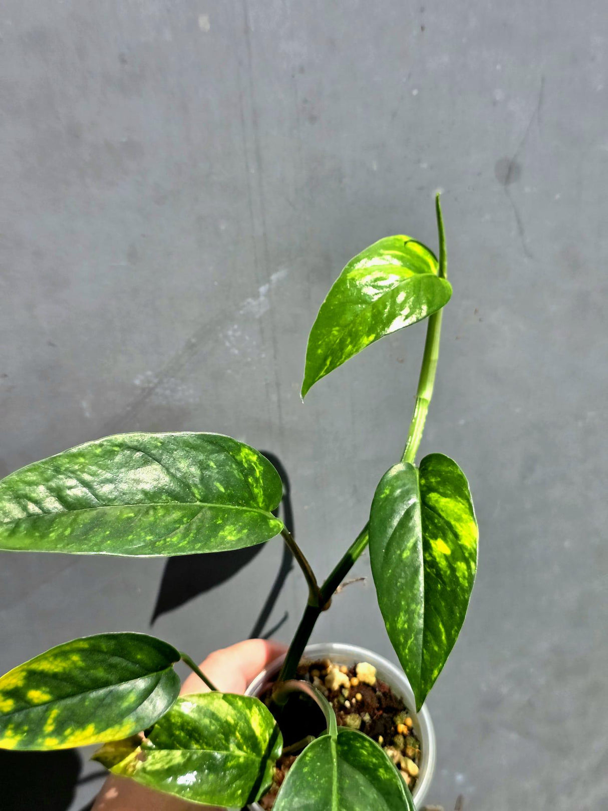 Rare Variegated Golden Flame Epipremnum Pinnatum – Exact Plant – (May-29-97)