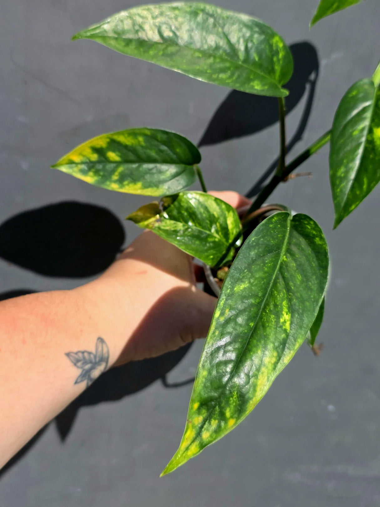 Rare Variegated Golden Flame Epipremnum Pinnatum – Exact Plant – (May-29-97)