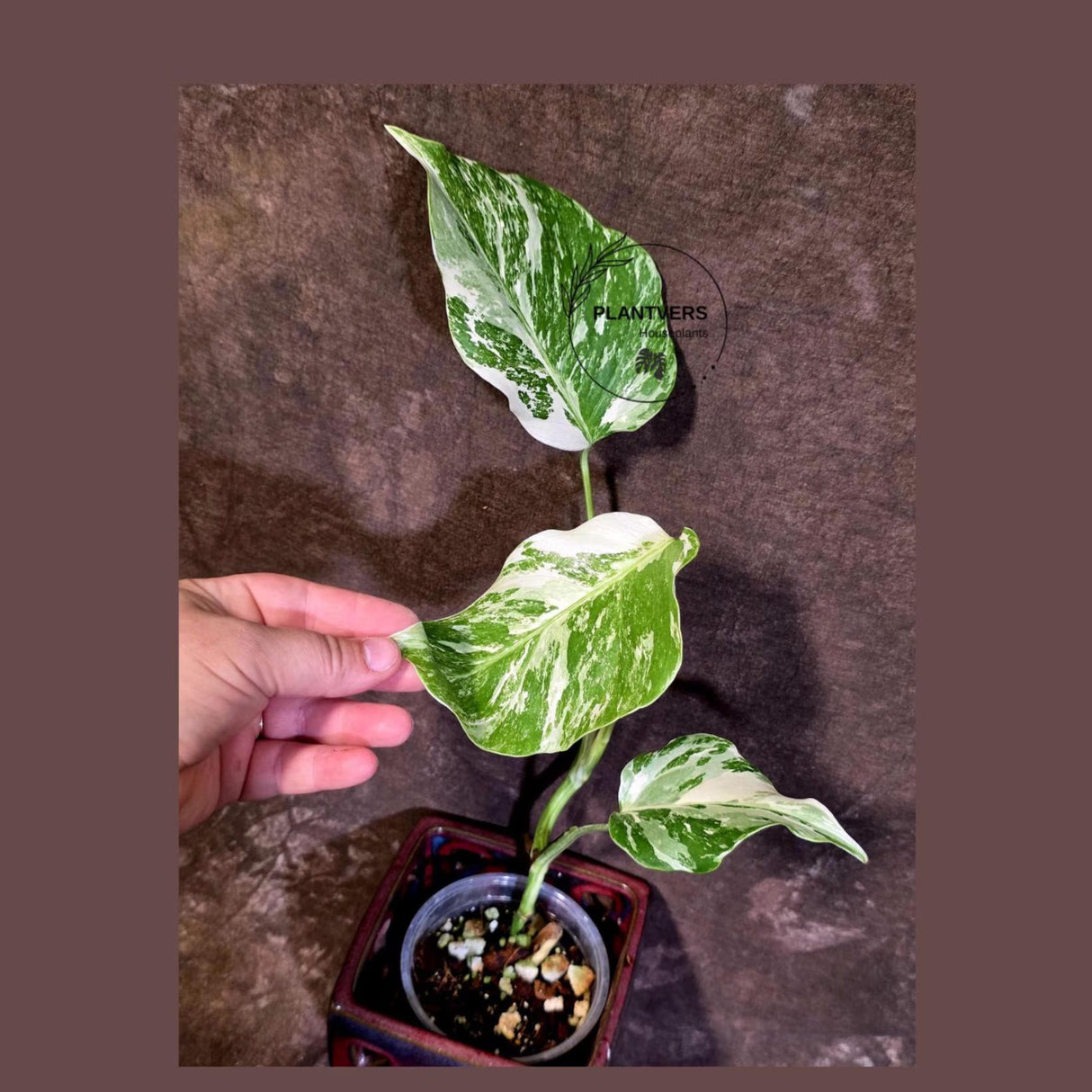 Variegated Monstera Albo - White Monstera Borsigiana Exact Plant- (June-01-19)