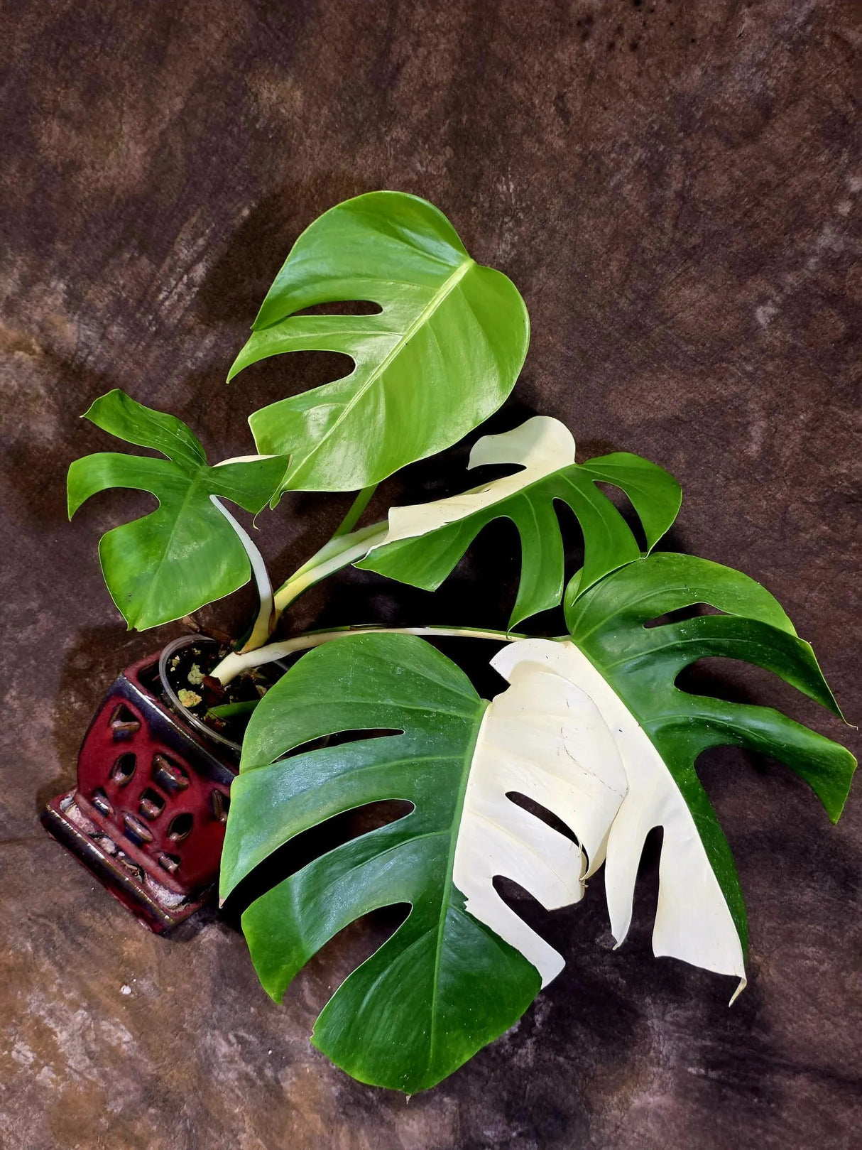 Variegated Monstera Albo - White Monstera Borsigiana Exact Plant- (June-01-28)