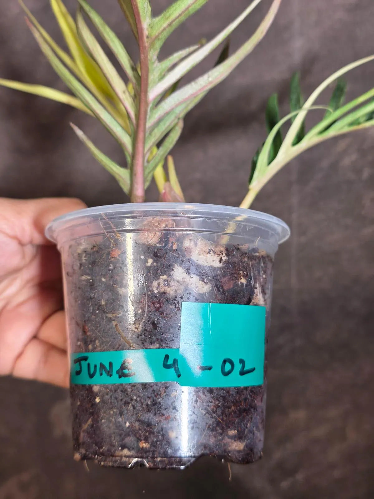 Rare Philodendron Tortum Albo Variegated - Exotic Indoor Plant - EXACT Plant - US Seller (June-4-02)