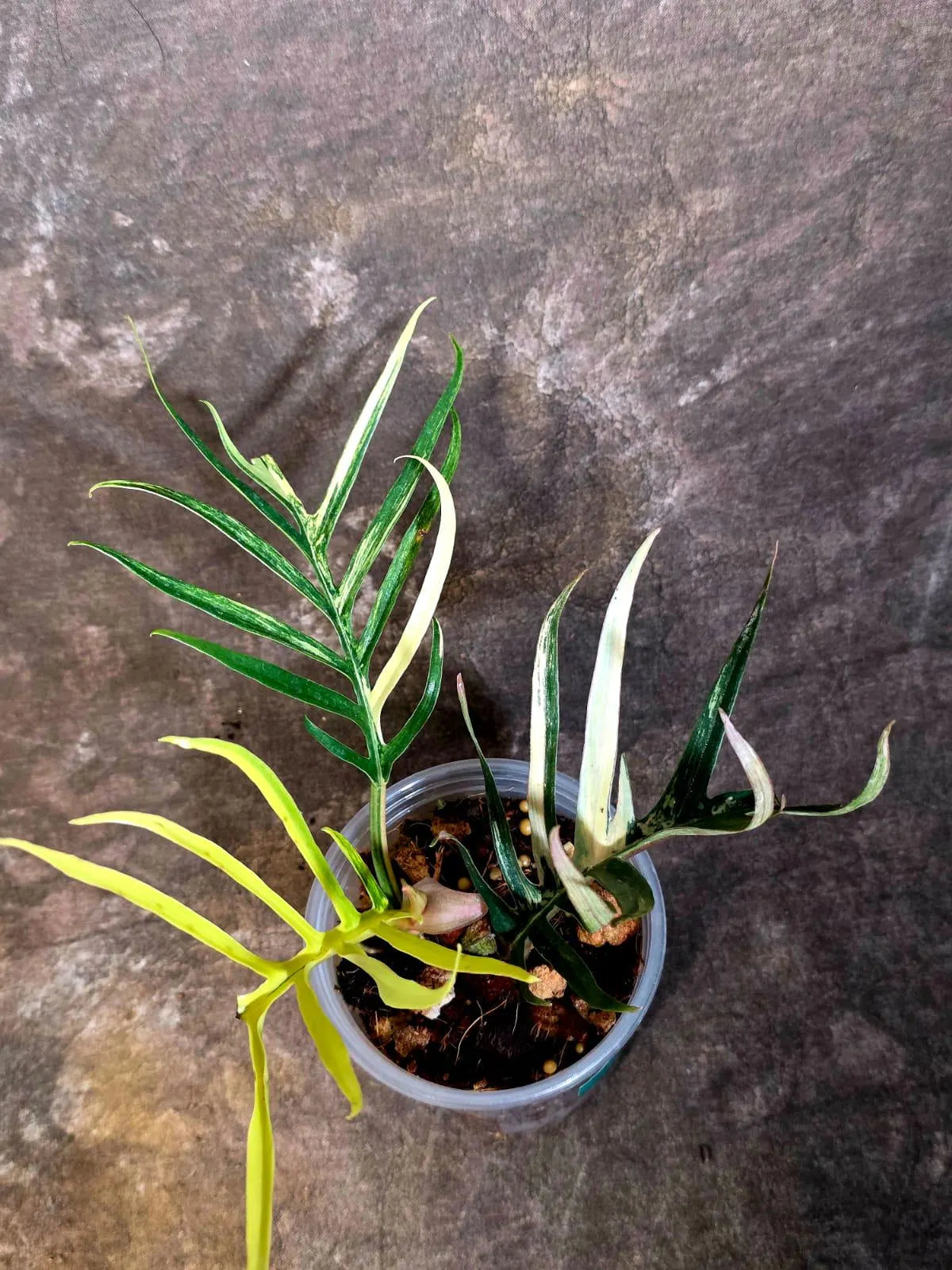 Rare Philodendron Tortum Albo Variegated - Exotic Indoor Plant - EXACT Plant - US Seller (June-4-02)