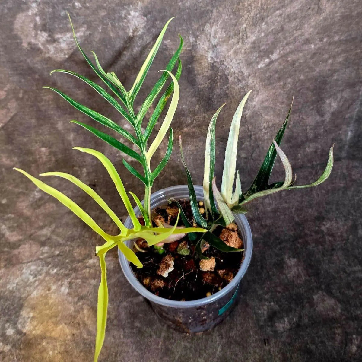 Rare Philodendron Tortum Albo Variegated - Exotic Indoor Plant - EXACT Plant - US Seller (June-4-02)