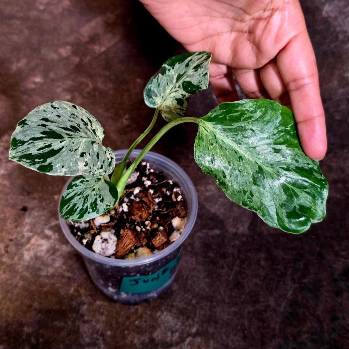 Rare Monstera Bulbasaur Variegated Plant - Mint Variegation - Exact Plant (June-4-03)