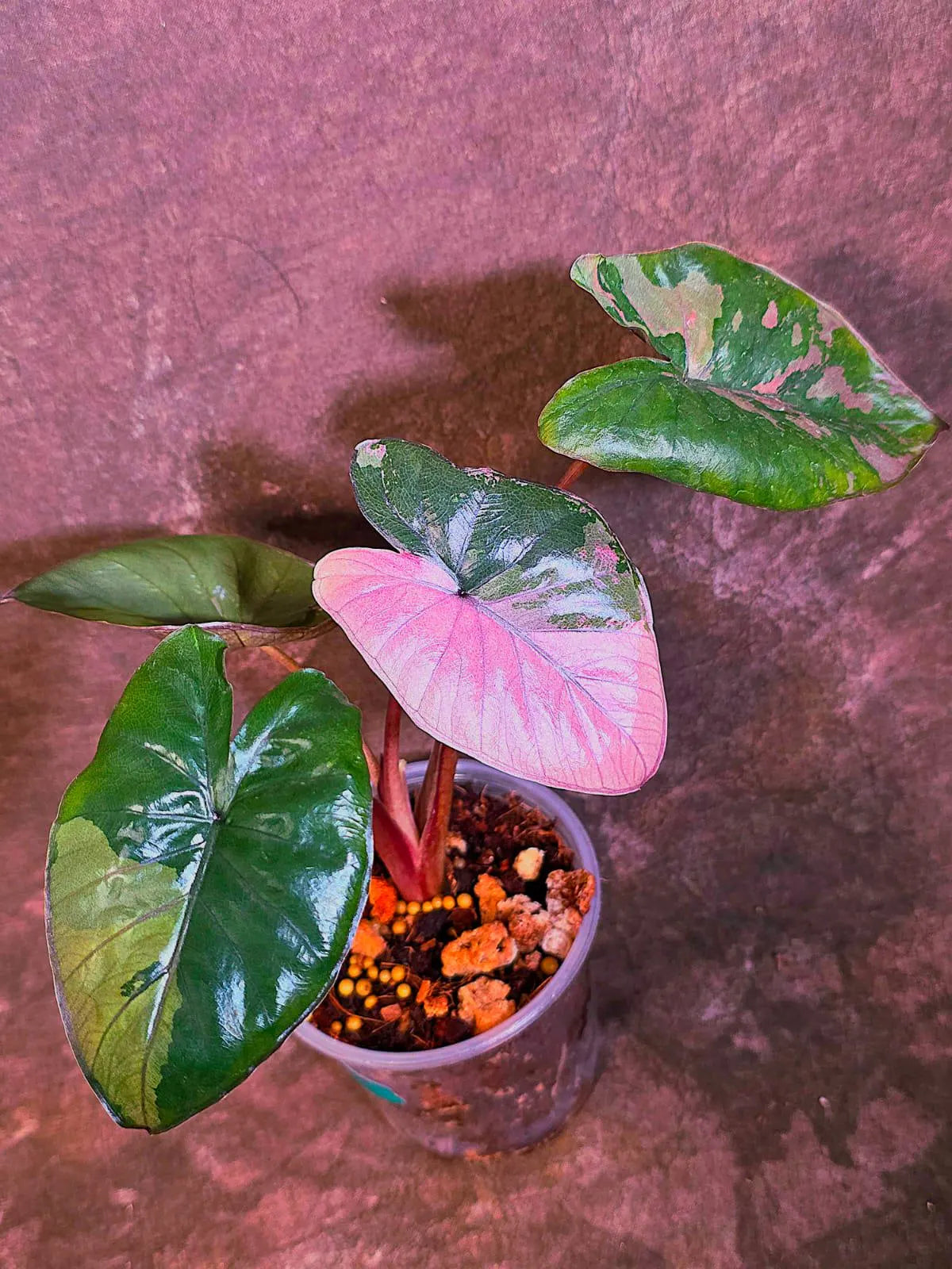 Alocasia Pink Serendipity Variegated - Rare Tropical Plant - EXACT Plant - US Seller (June-4-01)