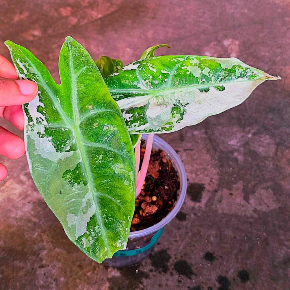 Alocasia Pink Dragon Albo Variegated Plant - Rare Pink Stem Elephant Ear - US Seller (June-4-04)