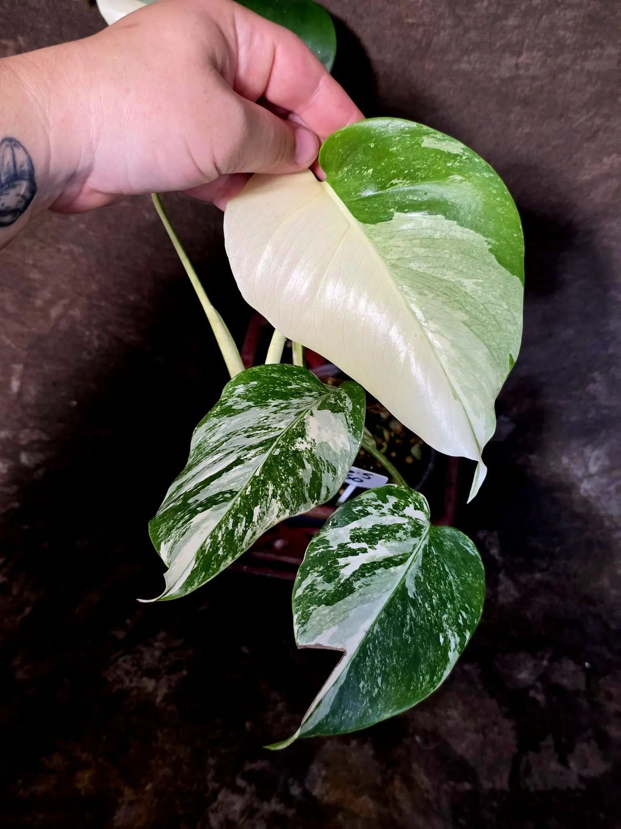 Monstera Albo Variegated Plant - Rare White Borsigiana - Exact Plant - US Seller (6-5-50)