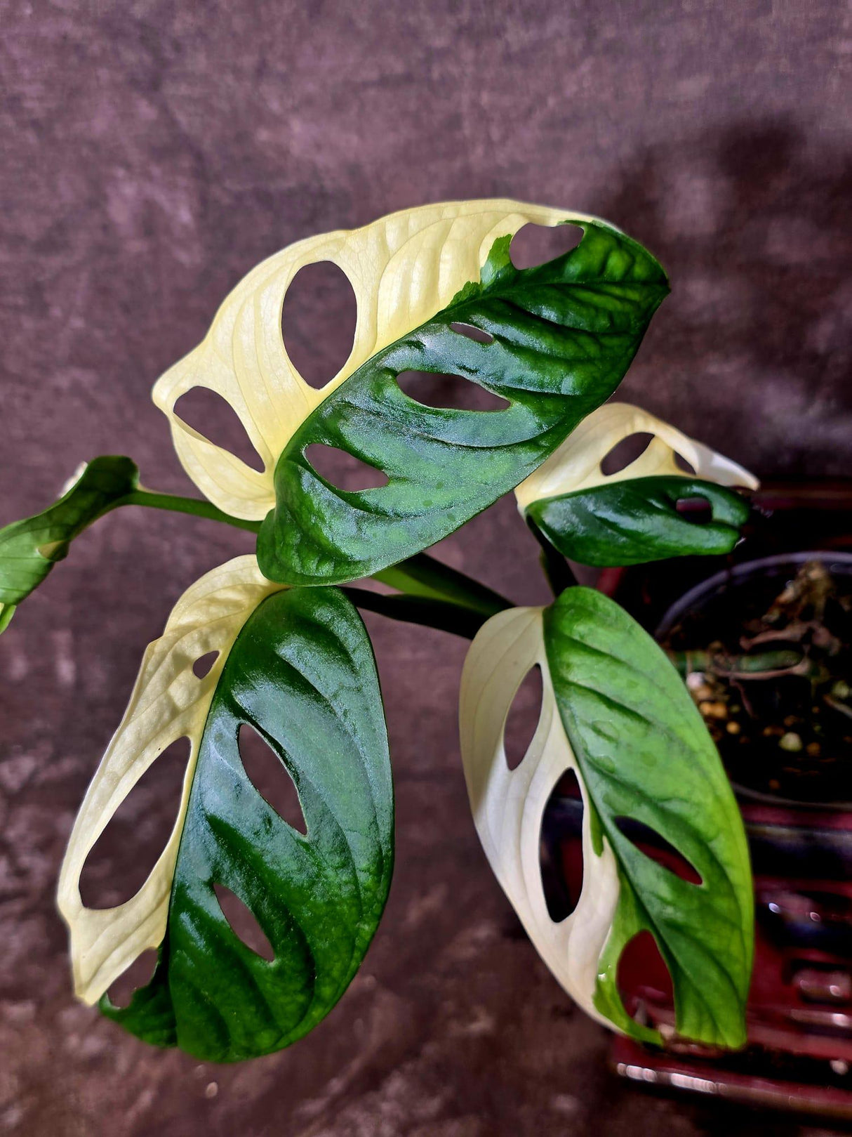 Variegated Monstera Adansonii Albo - Swiss Cheese Plant - (6-5-30)