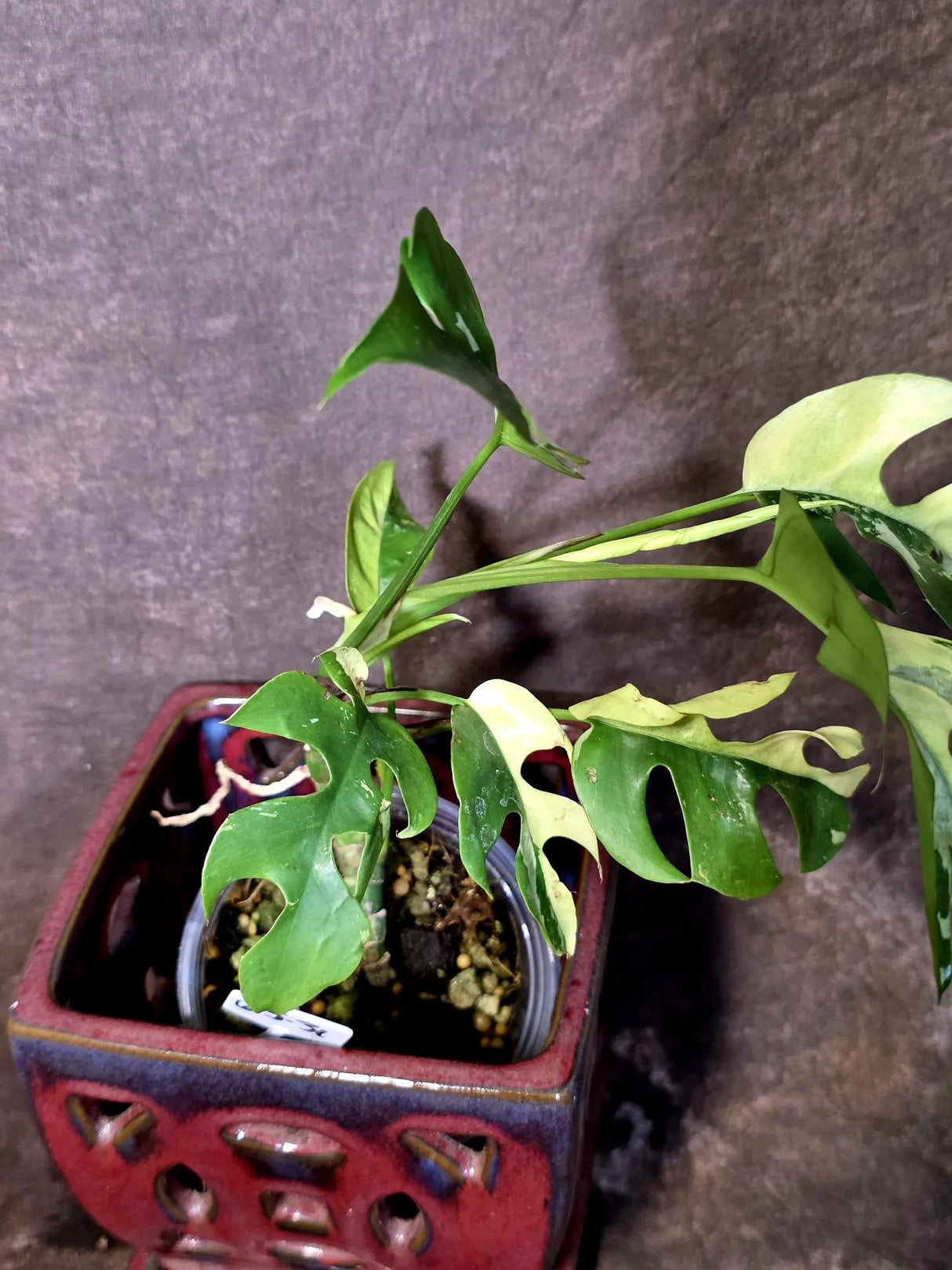 Variegated Rhaphidophora Tetrasperma Albo - Rare Exact Plant - (6-5-31)