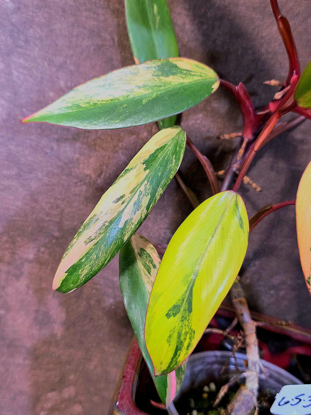 Variegated Philodendron Strawberry Shake Live Plant - EXACT Plant - (6-5-33)