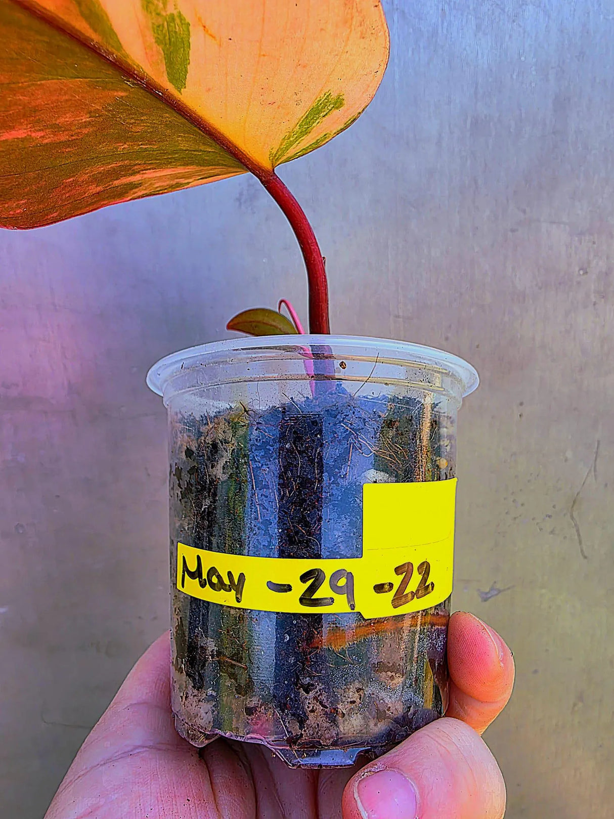 Variegated Philodendron Strawberry Shake - Live Exact Plant - US Seller (May-29-22)