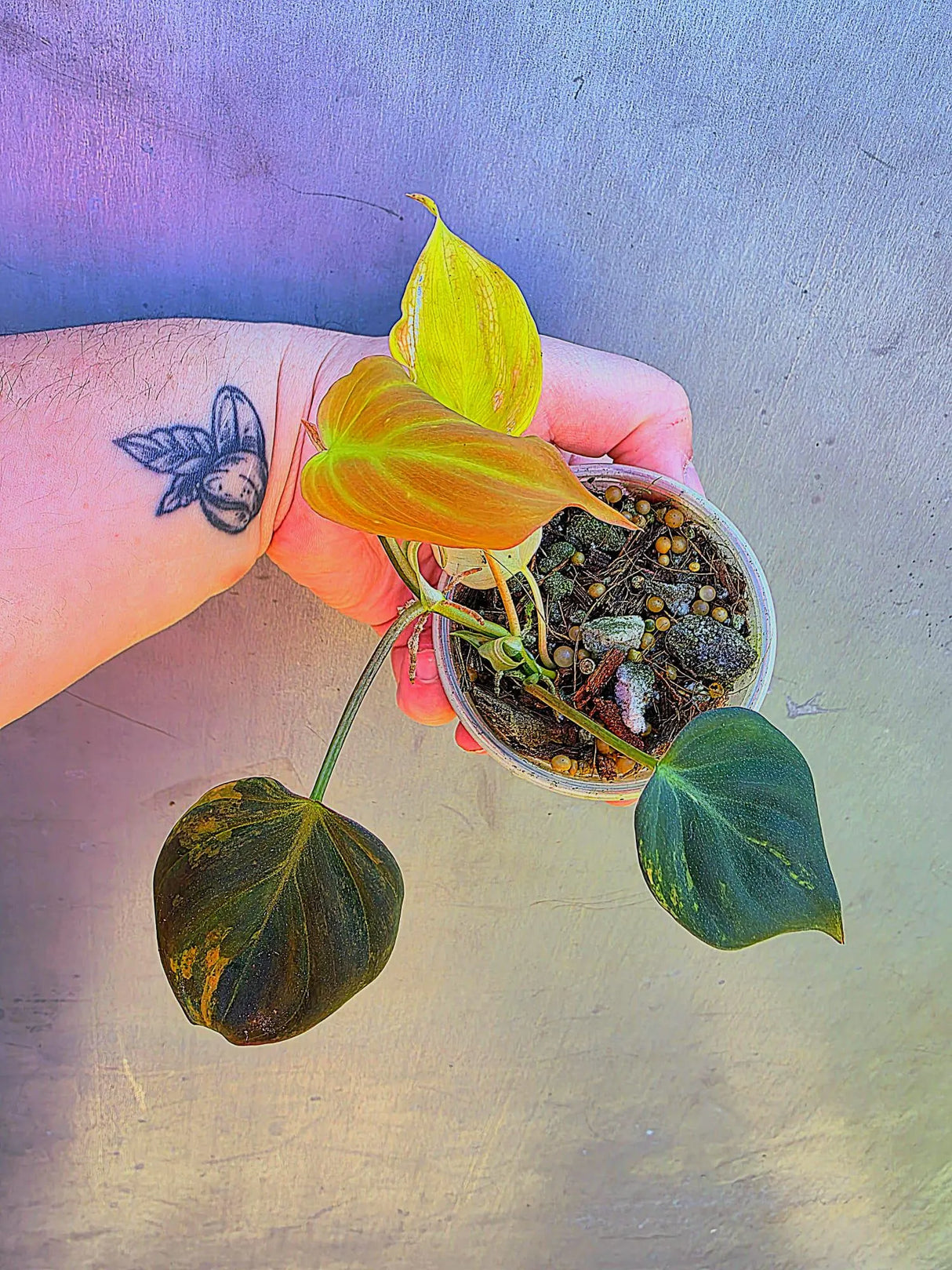 Variegated Philodendron Mican Aurea - Exact Plant - US Seller (May-29-29)