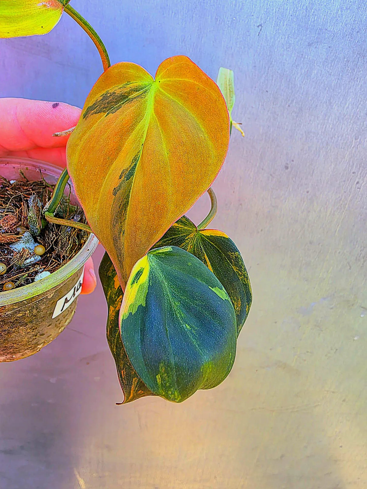 Variegated Philodendron Mican Aurea - Exact Plant - US Seller (May-29-29)