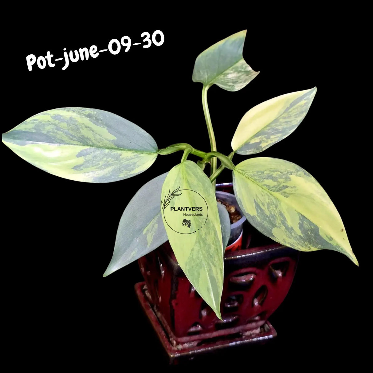 Variegated Silver Sword philodendron - Rare Aroid - Philodendron Hastatum Variegata - Exact Plant - US Seller
