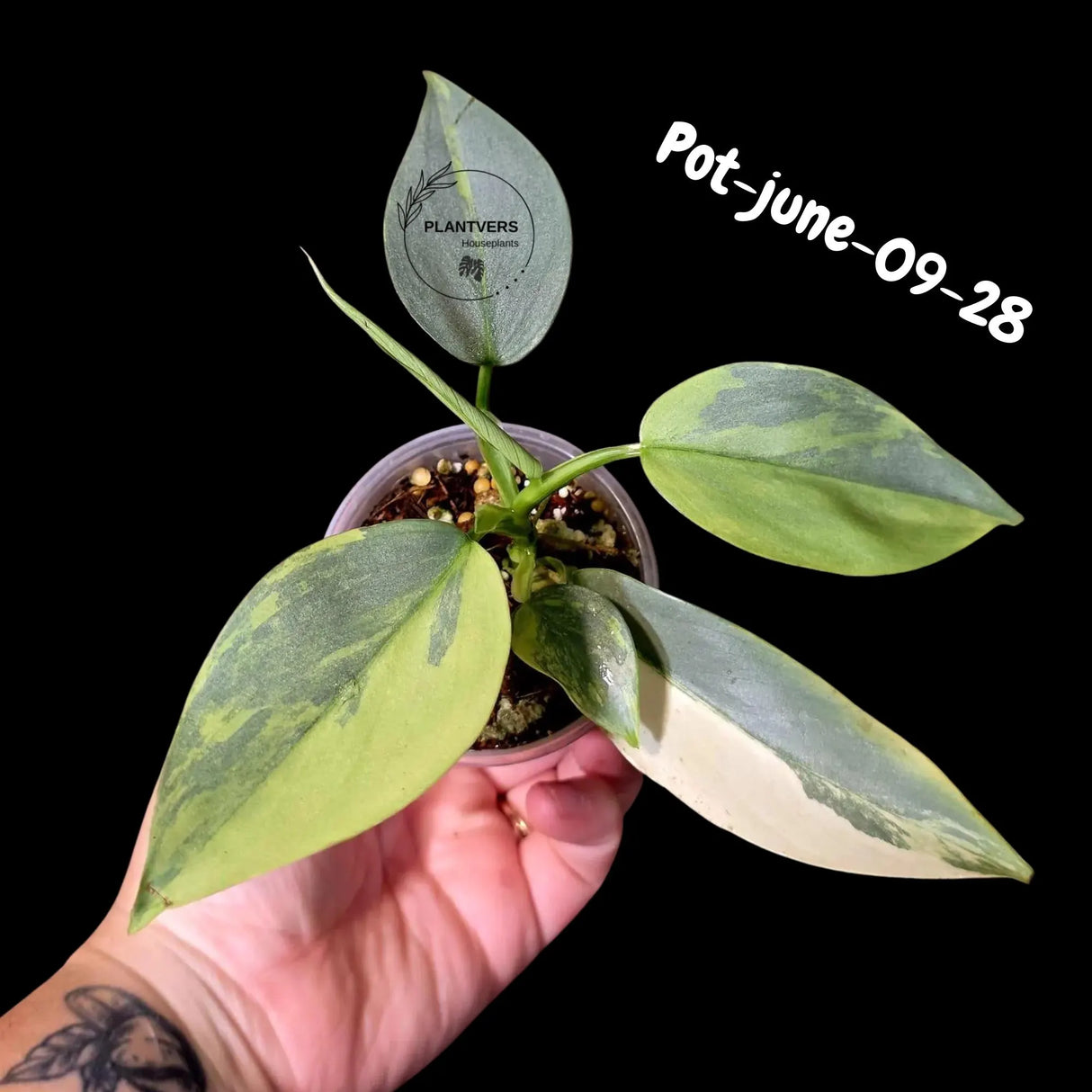 Variegated Silver Sword philodendron - Rare Aroid - Philodendron Hastatum Variegata - Exact Plant - US Seller