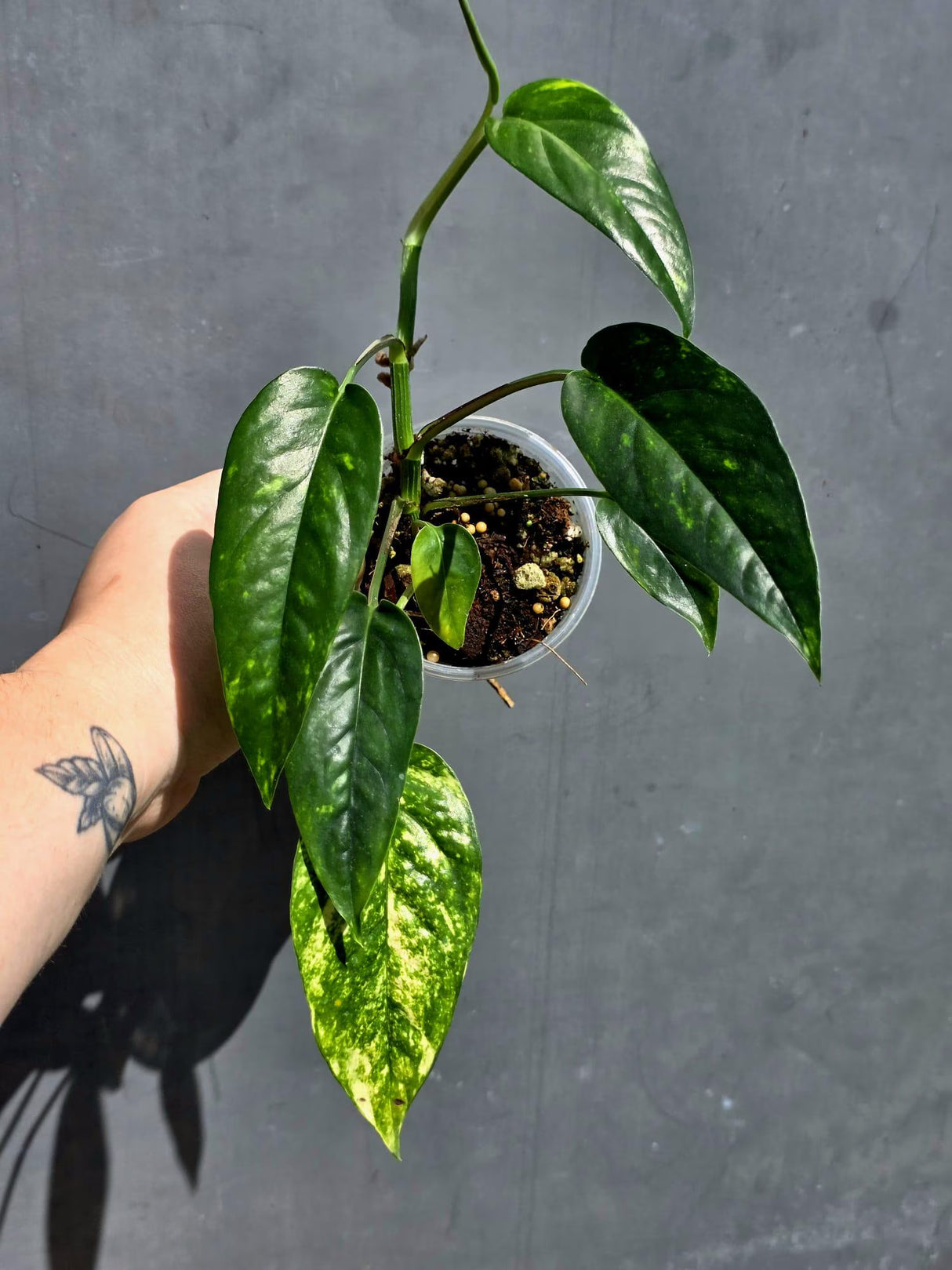 Rare Variegated Golden Flame Epipremnum Pinnatum – Exact Plant – (May-29-96)
