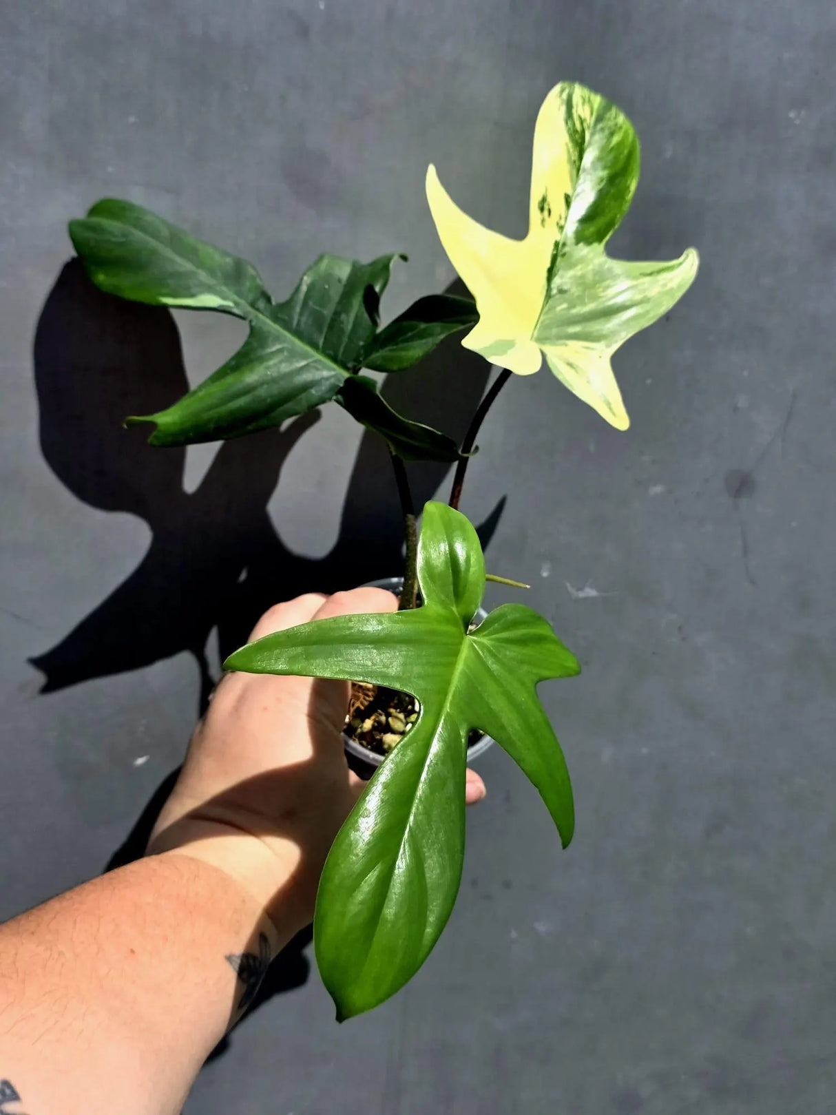 Variegated Philodendron Florida Beauty – Exact Plant – (May-29-98)
