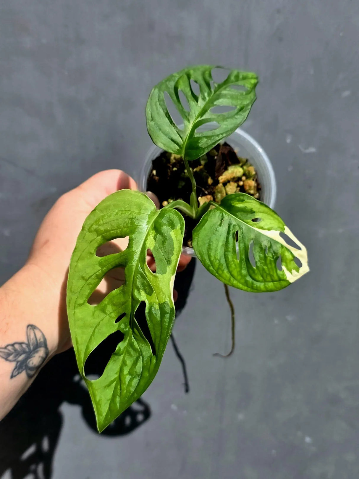 Variegated Monstera Adansonii Albo - Swiss Cheese Plant - (May-29-102)