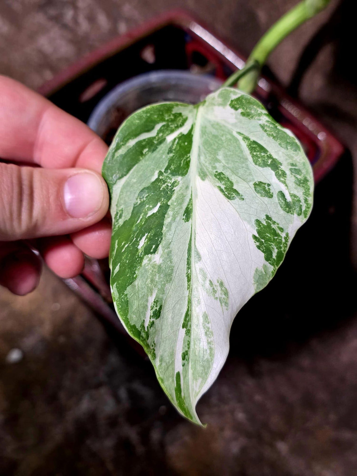 Variegated Monstera Albo - White Monstera Borsigiana Exact Plant- (June-01-19)