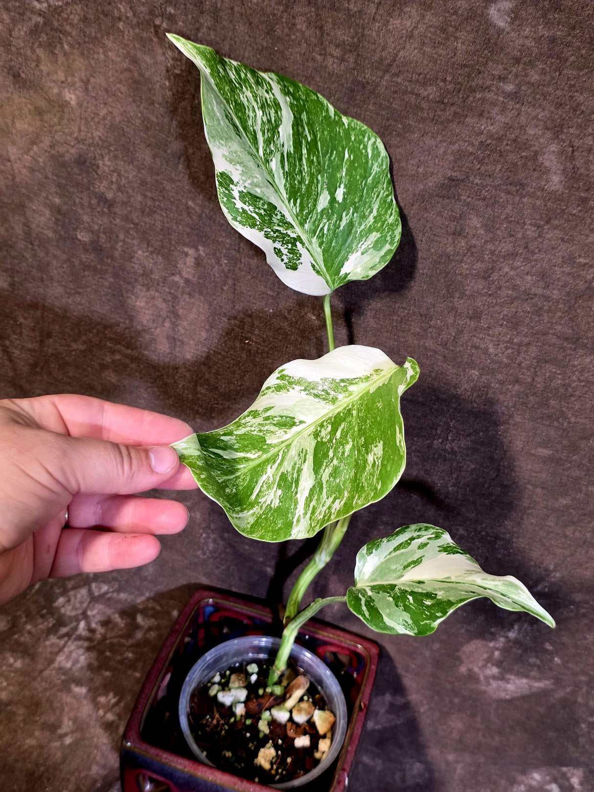 Variegated Monstera Albo - White Monstera Borsigiana Exact Plant- (June-01-19)