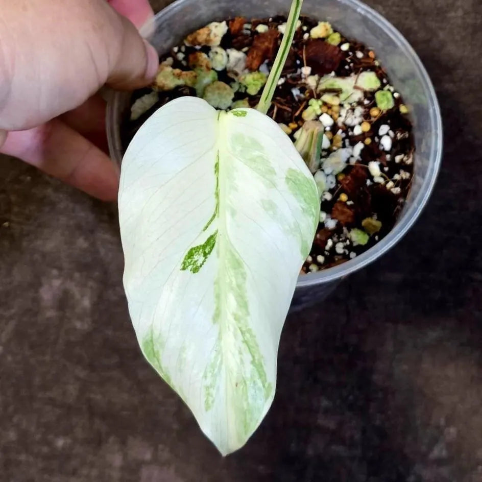 Variegated Monstera Albo - White Monstera Borsigiana Exact Plant- (June-01-20)