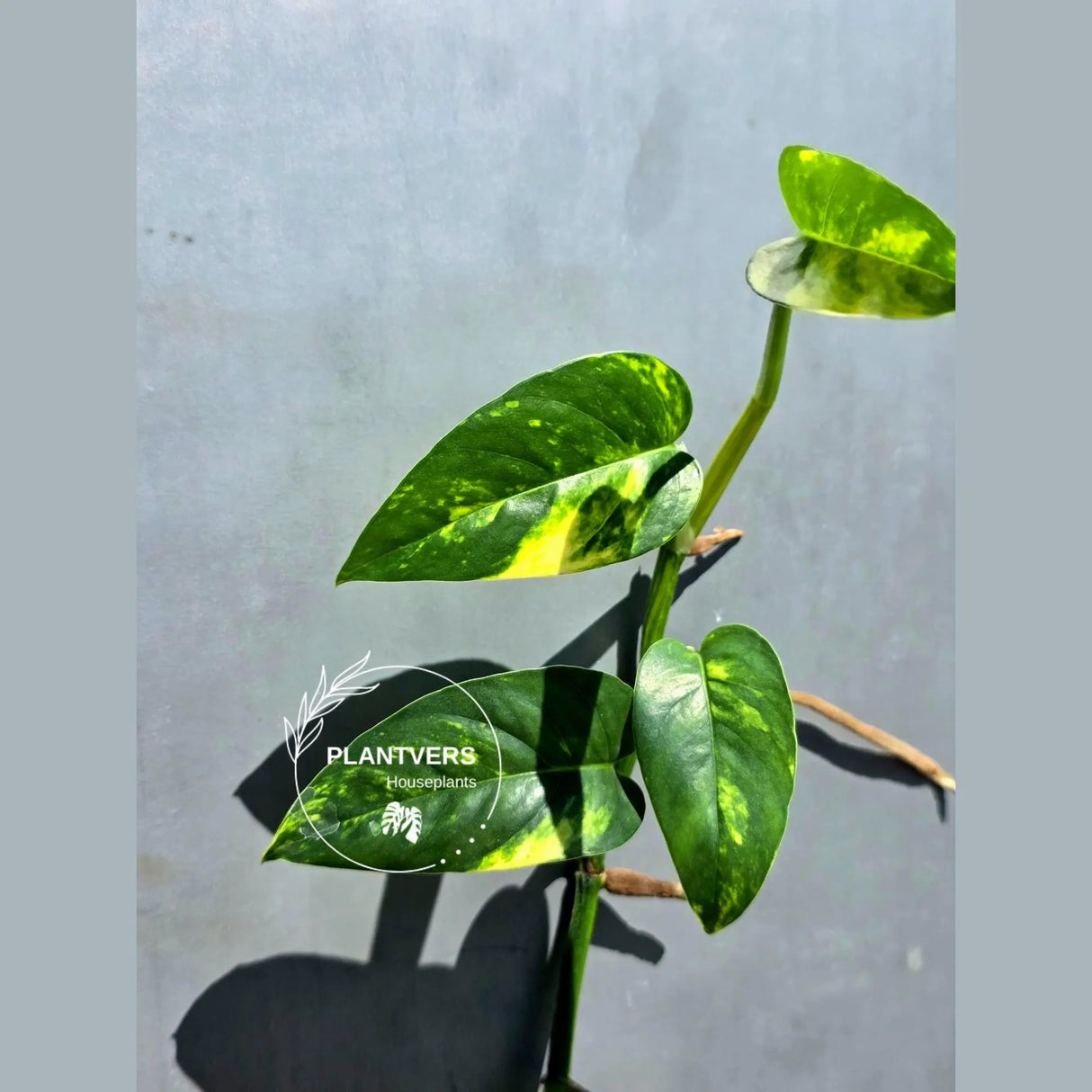 Rare Variegated Golden Flame Epipremnum Pinnatum – Exact Plant – (May-29-104)