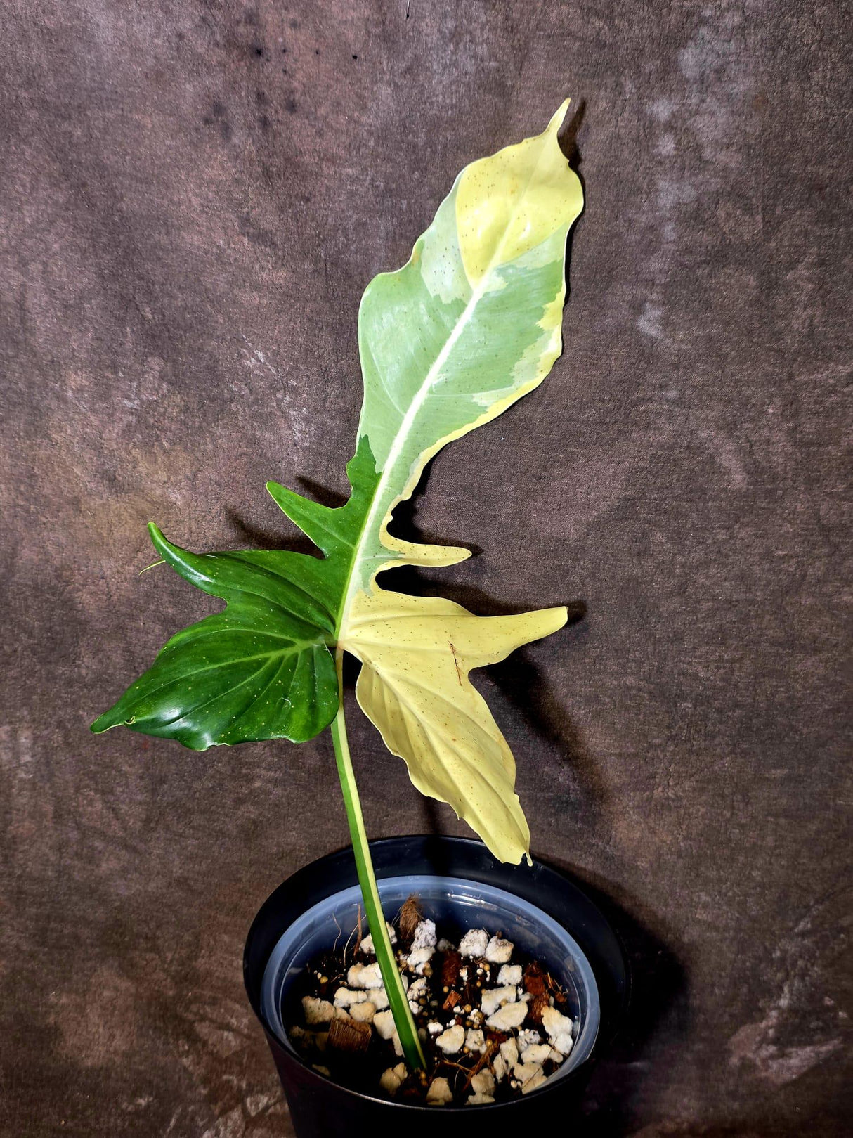 EXACT Golden Dragon Philodendron Variegated Plant - Collector Rare Plant - EXACT Plant (June-16-10)