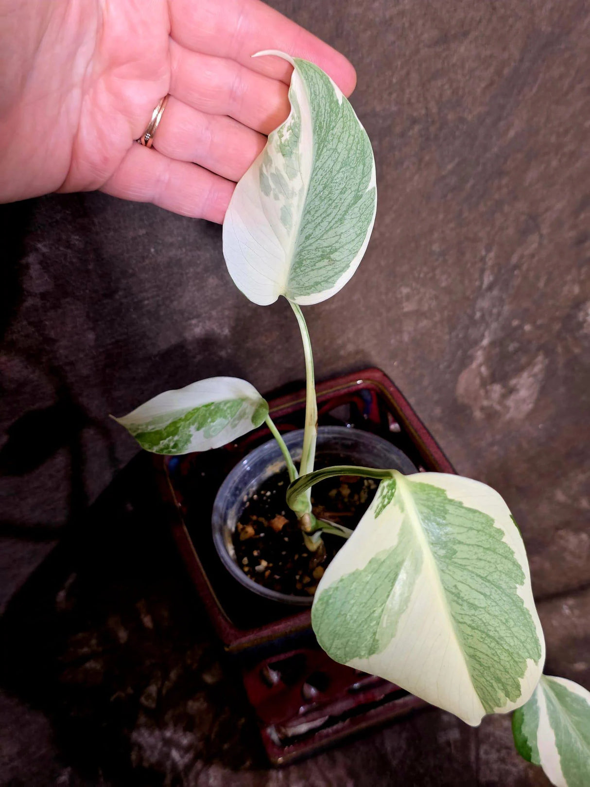 Variegated Monstera Albo Borsigiana - Rare Exact Plant - US Seller (June-16-20)