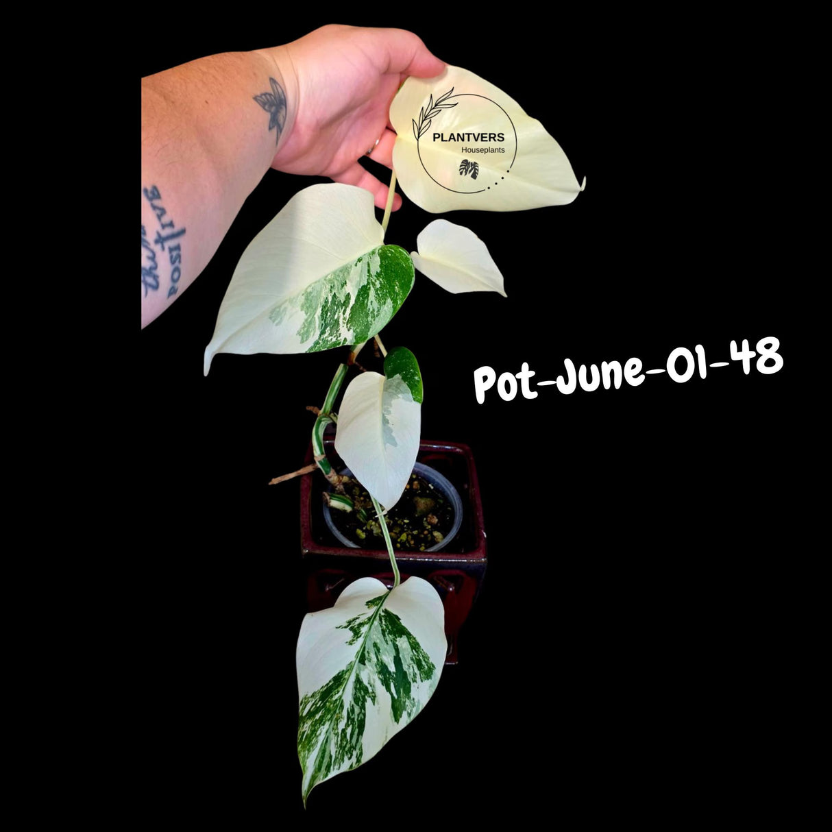 Monstera Albo - Rare Variegated Monstera Borsigiana Albo - Rare Collector Plant - White Monstera Albo - EXACT Same Plant - US Seller
