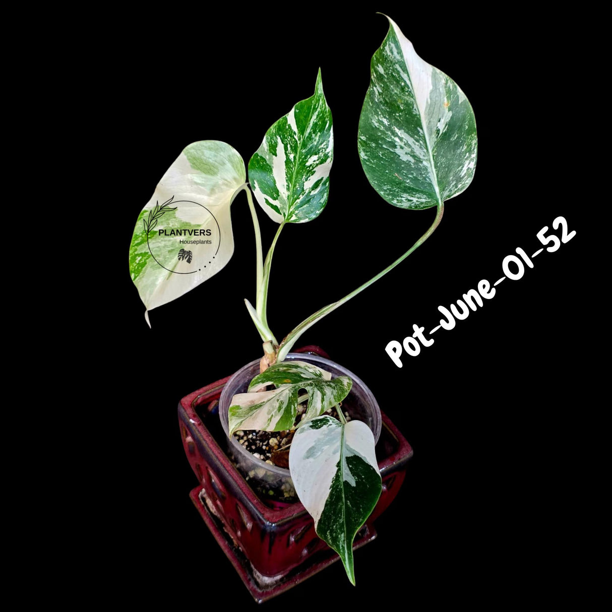 Monstera Albo - Rare Variegated Monstera Borsigiana Albo - Rare Collector Plant - White Monstera Albo - EXACT Same Plant - US Seller