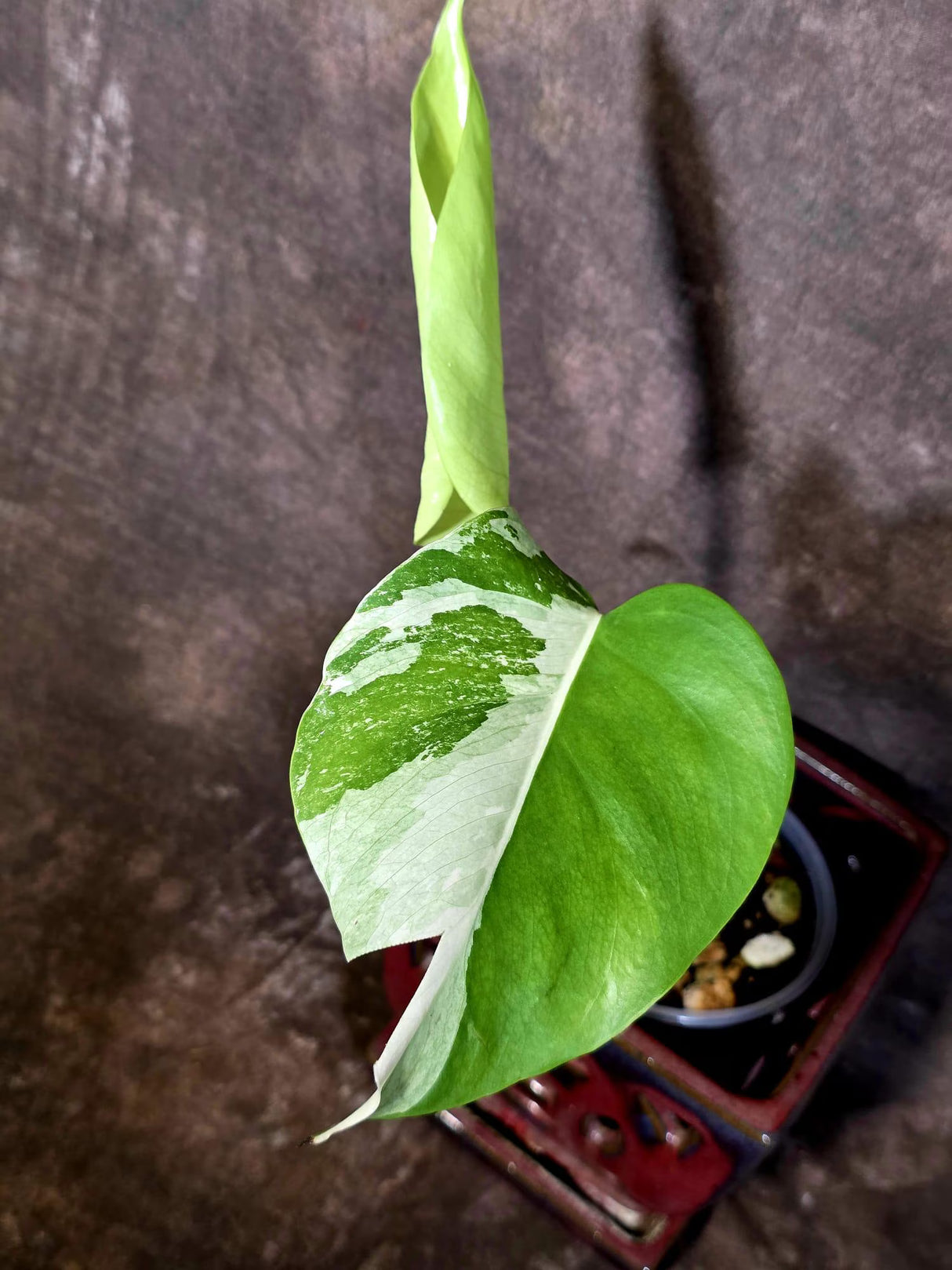 Variegated Monstera Albo Borsigiana - Exact Plant - US Seller (June-16-21)