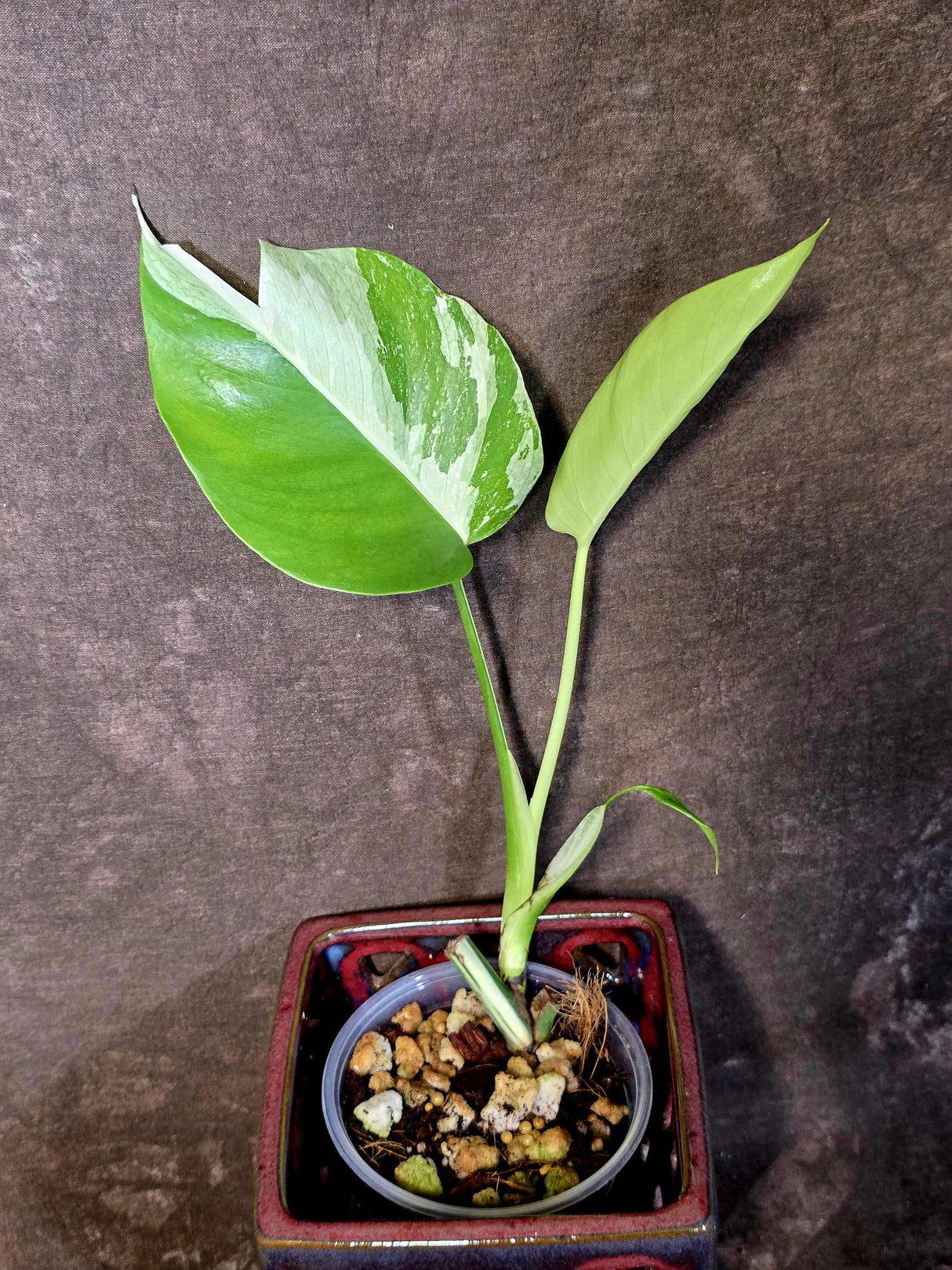 Variegated Monstera Albo Borsigiana - Exact Plant - US Seller (June-16-21)
