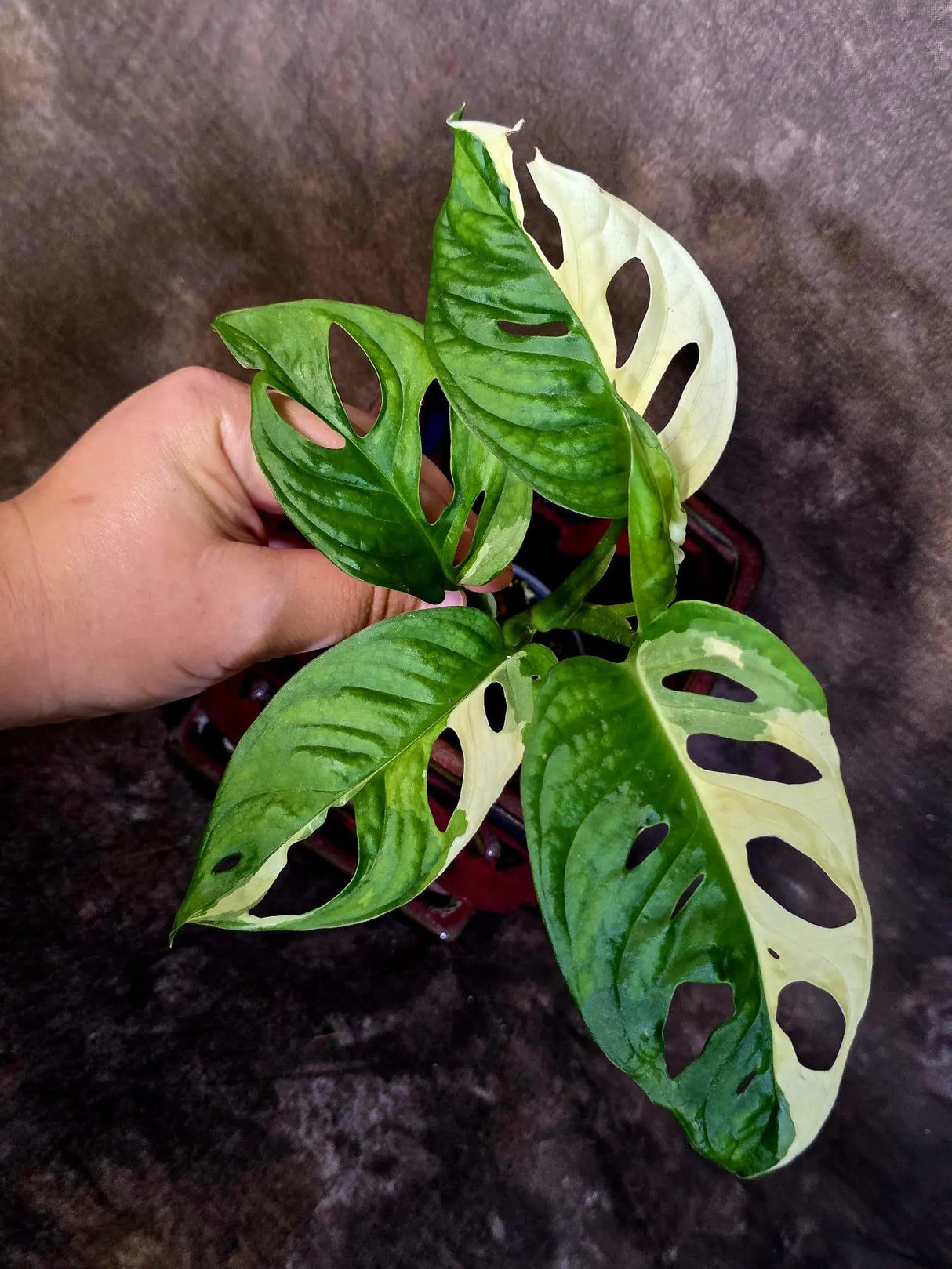 Variegated Monstera Adansonii Albo - Rare Swiss Cheese Vine Plant - Exact Plant (June-16-22)