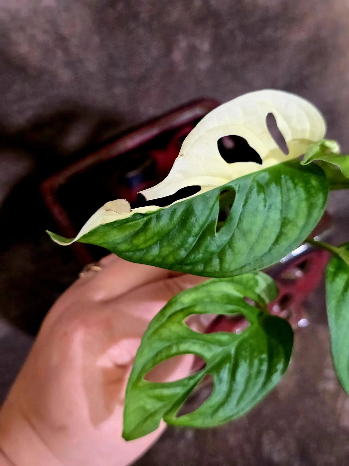Variegated Monstera Adansonii Albo - Rare Swiss Cheese Vine Plant - Exact Plant (June-16-22)