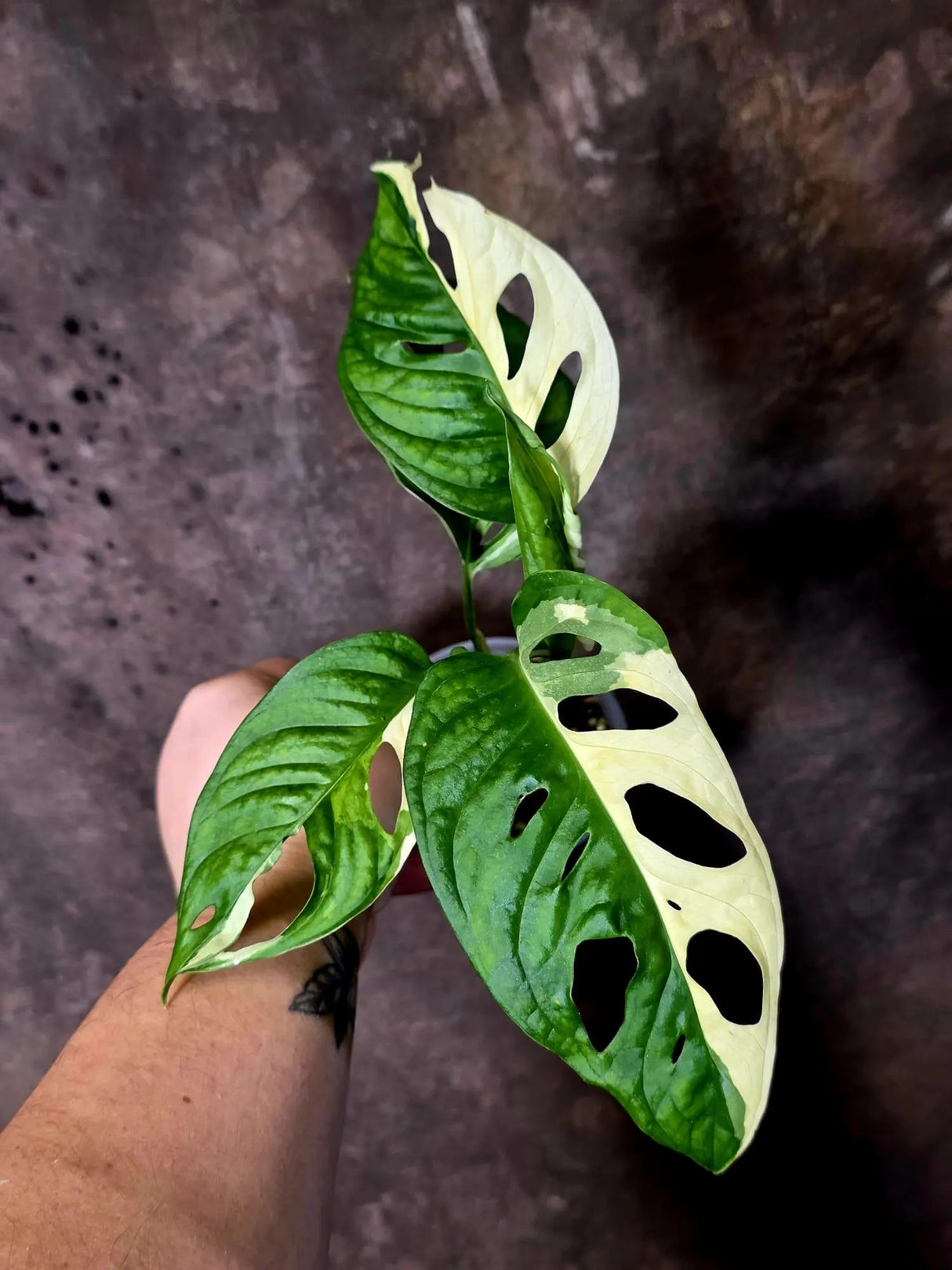 Variegated Monstera Adansonii Albo - Rare Swiss Cheese Vine Plant - Exact Plant (June-16-22)