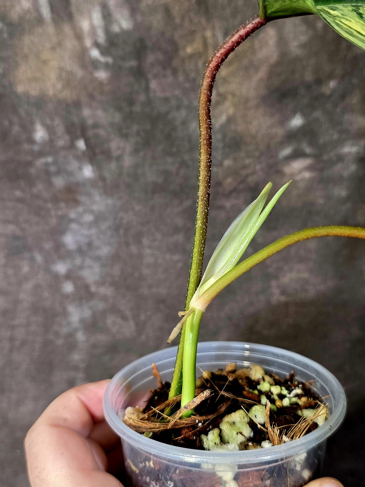 Variegated Philodendron Florida Beauty - Rare Live Plant - US Seller (June-16-25)